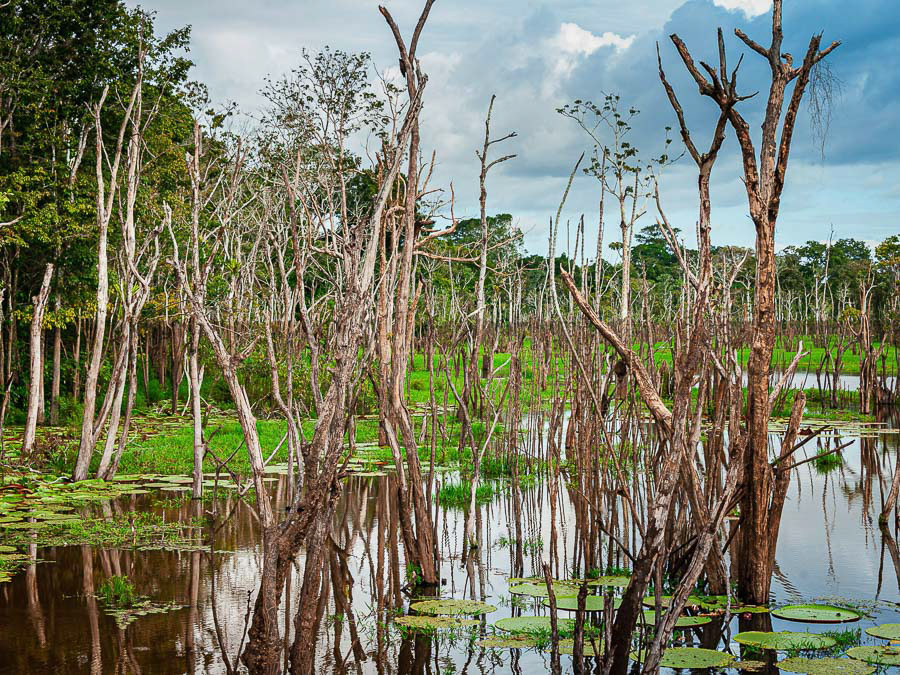 266 AMAZONAS