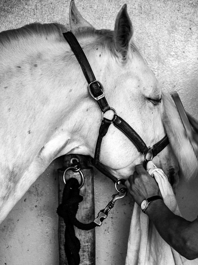 121 CAVALO