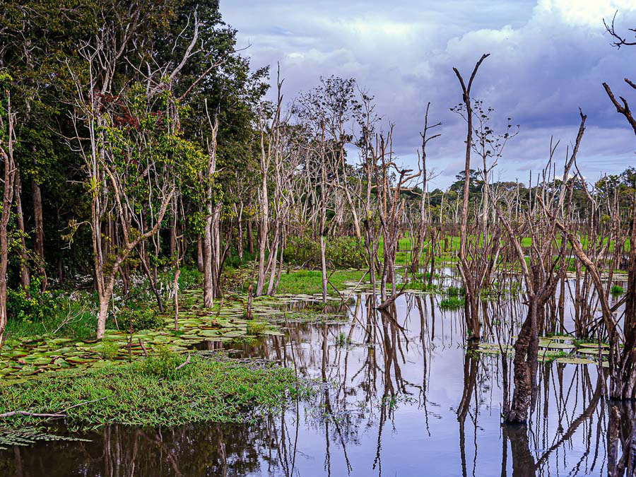 269 AMAZONAS