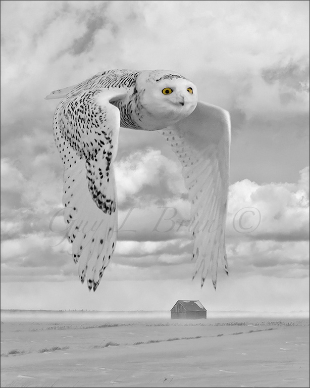 Snowy Owl/ Harfang des neiges. Composite of two images. NB, Canada. (D161154). © Guy L Brun