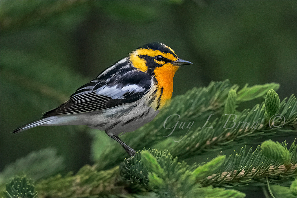 Blackburnian Warbler/ Paruline à gorge orangée. NB, Canada. (E195208). © Guy L Brun