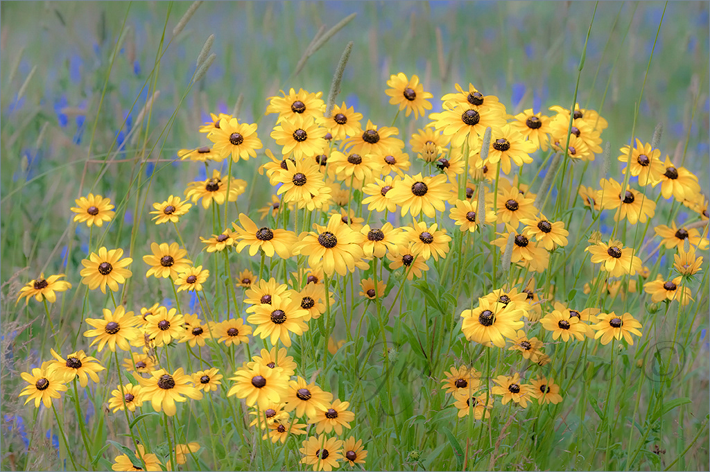 Black-eyed Susans/ Rudbeckies. NB, Canada. (17D5886). © Guy L Brun
