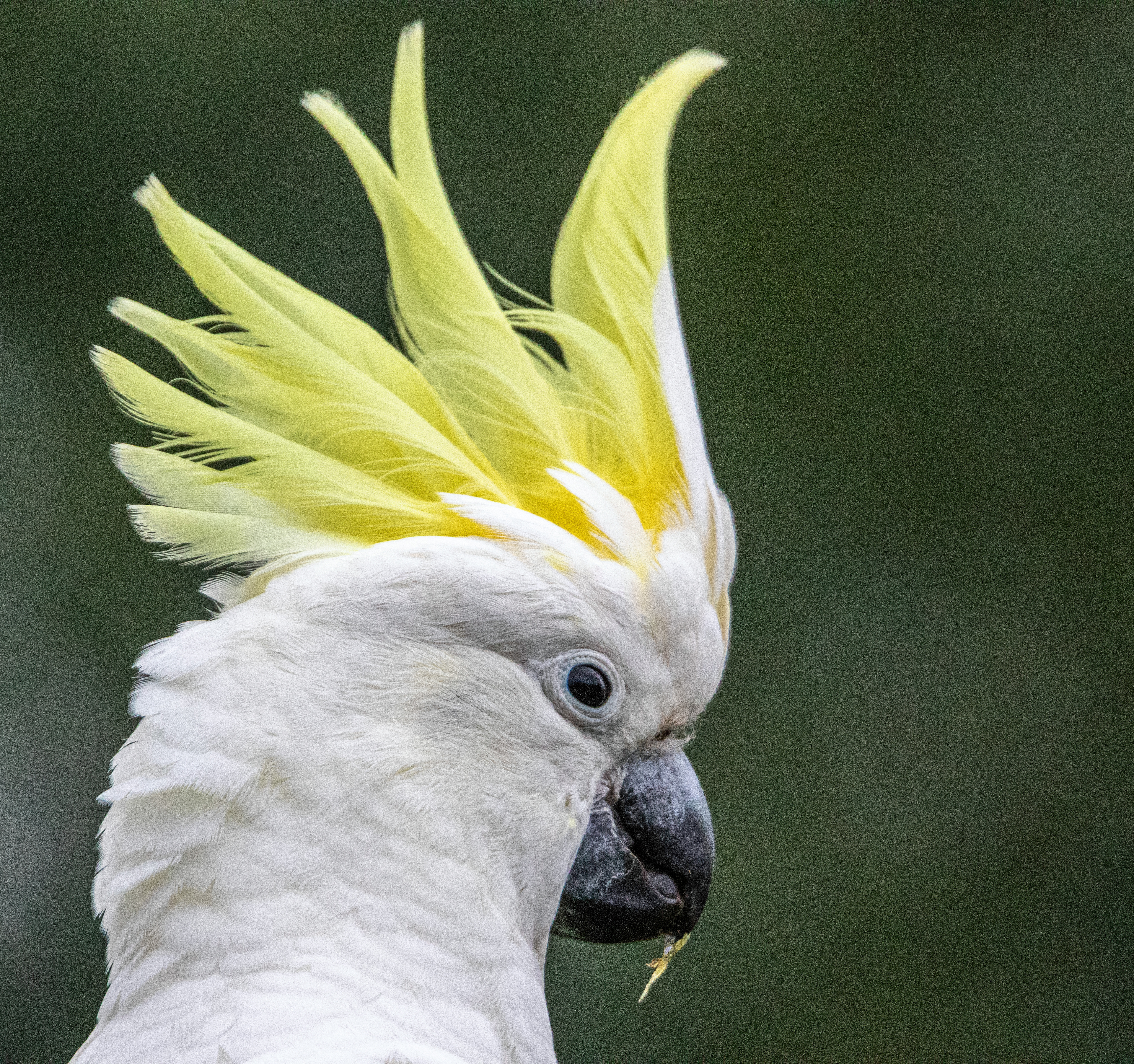 Sulphur-crested Cockatoo