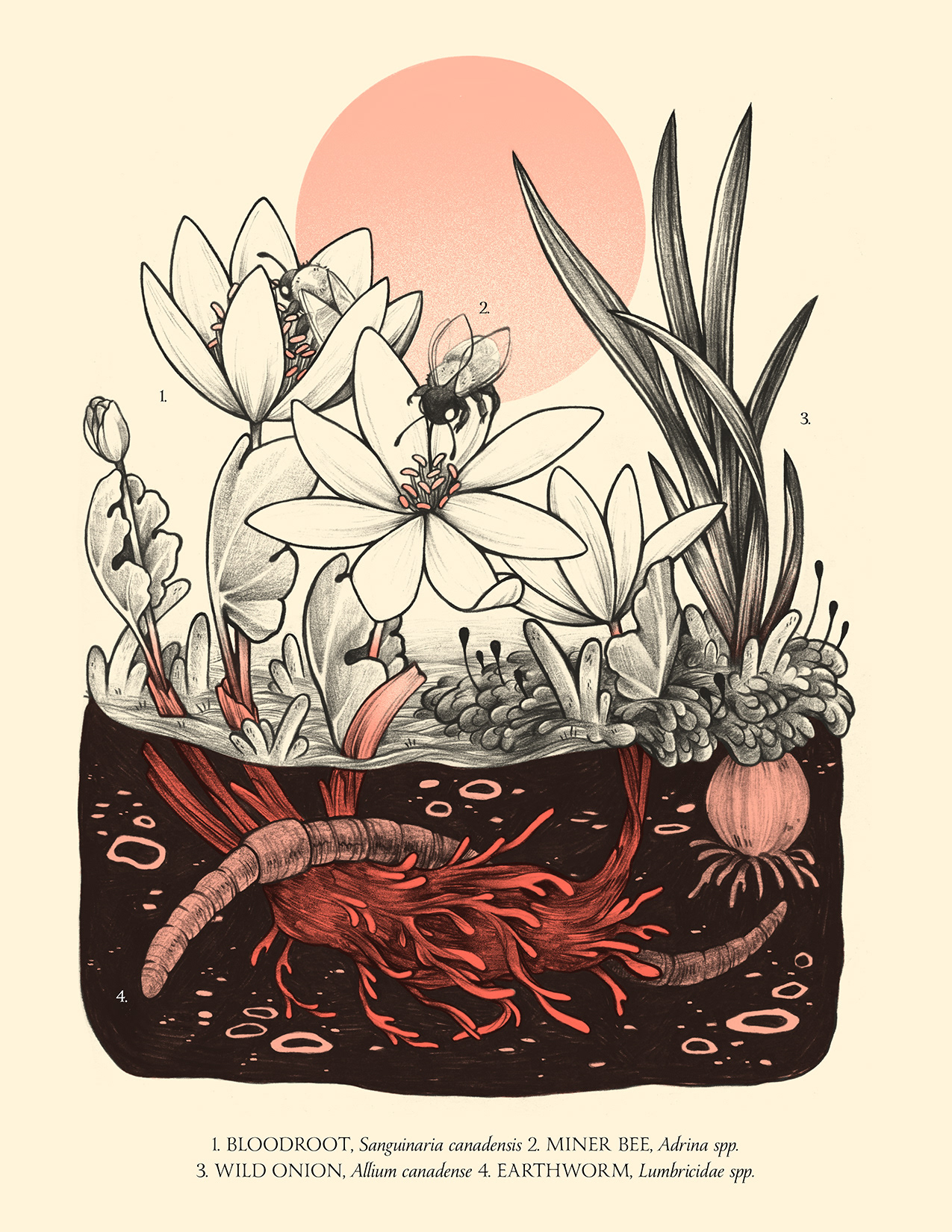 Bloodroot risograph Print