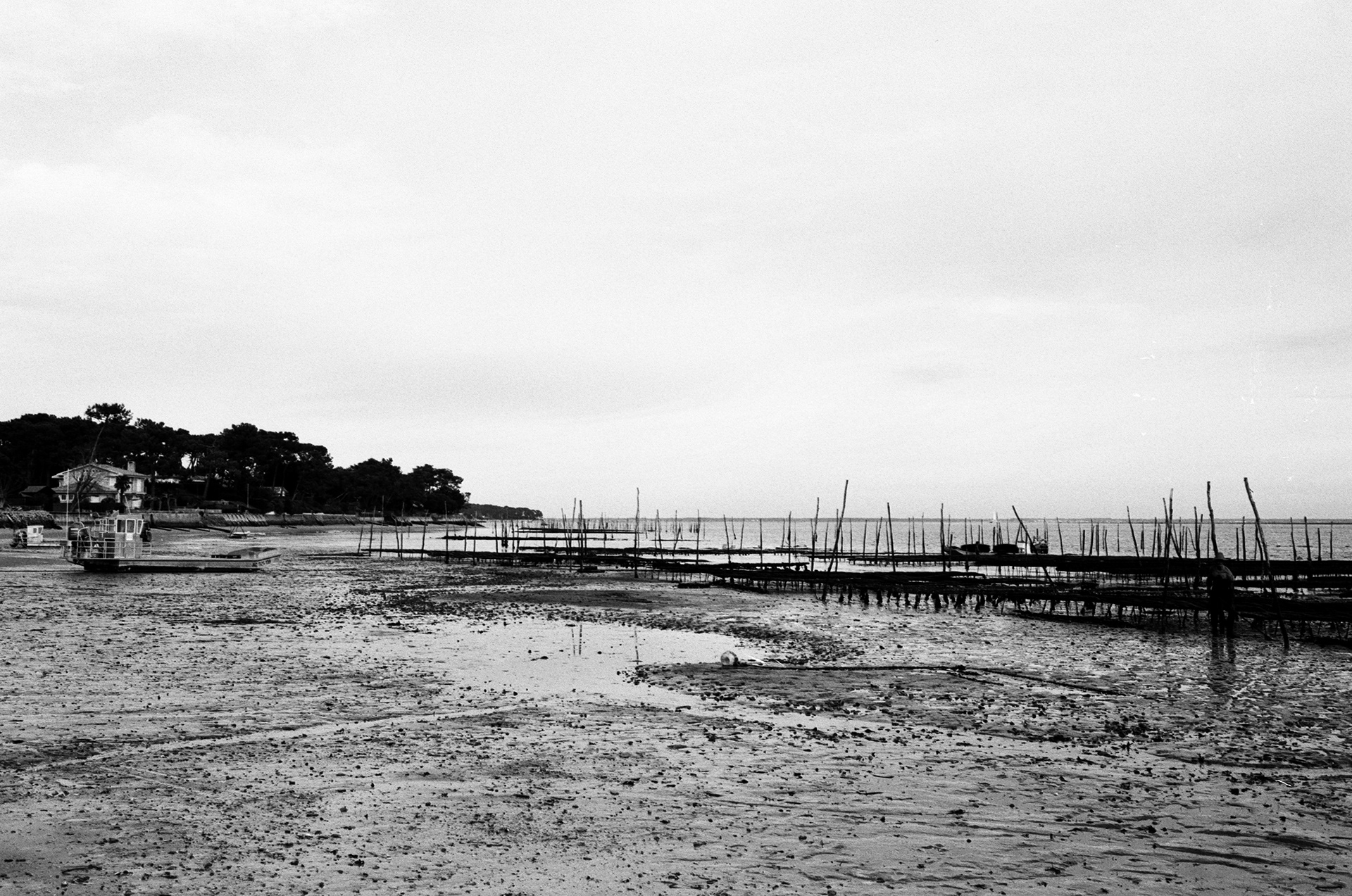Grand Piquey, Bassin d'Arcachon, Lège Cap-Ferret, Janvier 2020