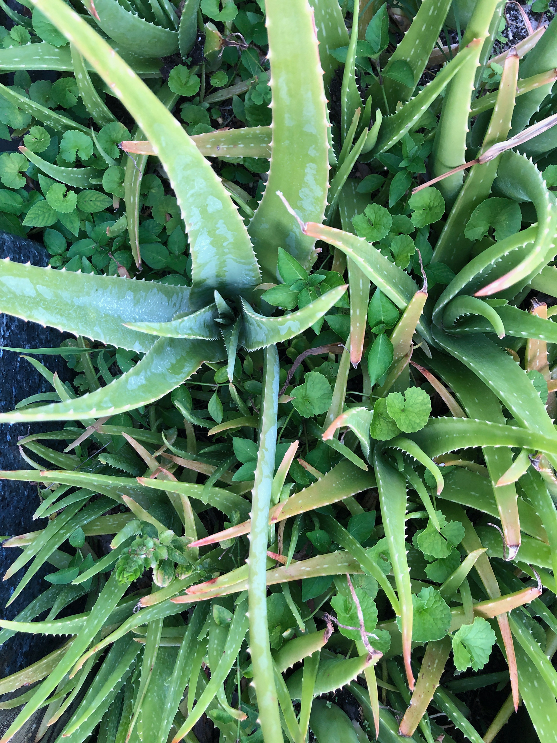 Rau ma pops up between mom's aloe plants.