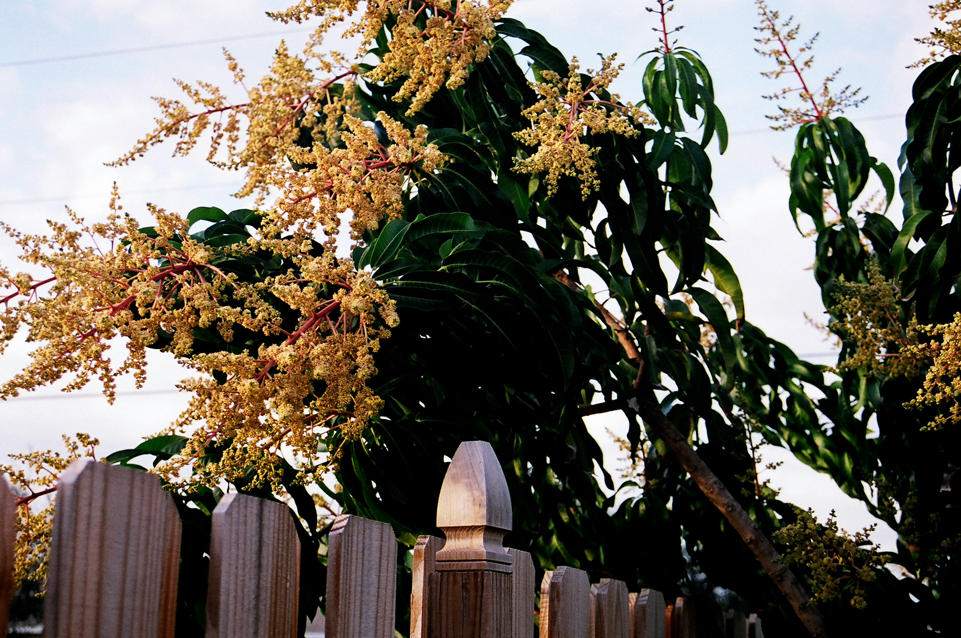 Mango tree in bloom.