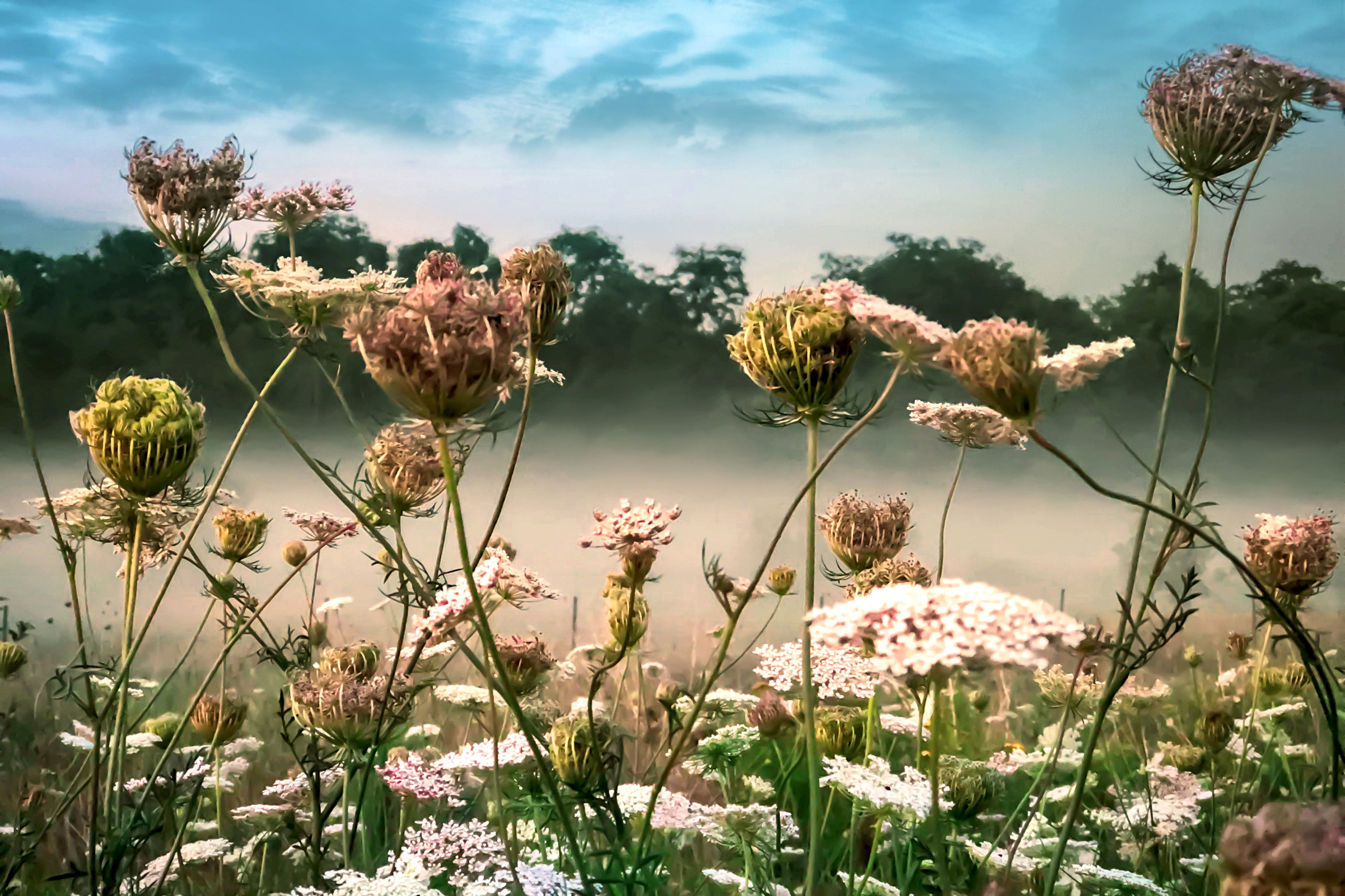 Flower fields with morning mist