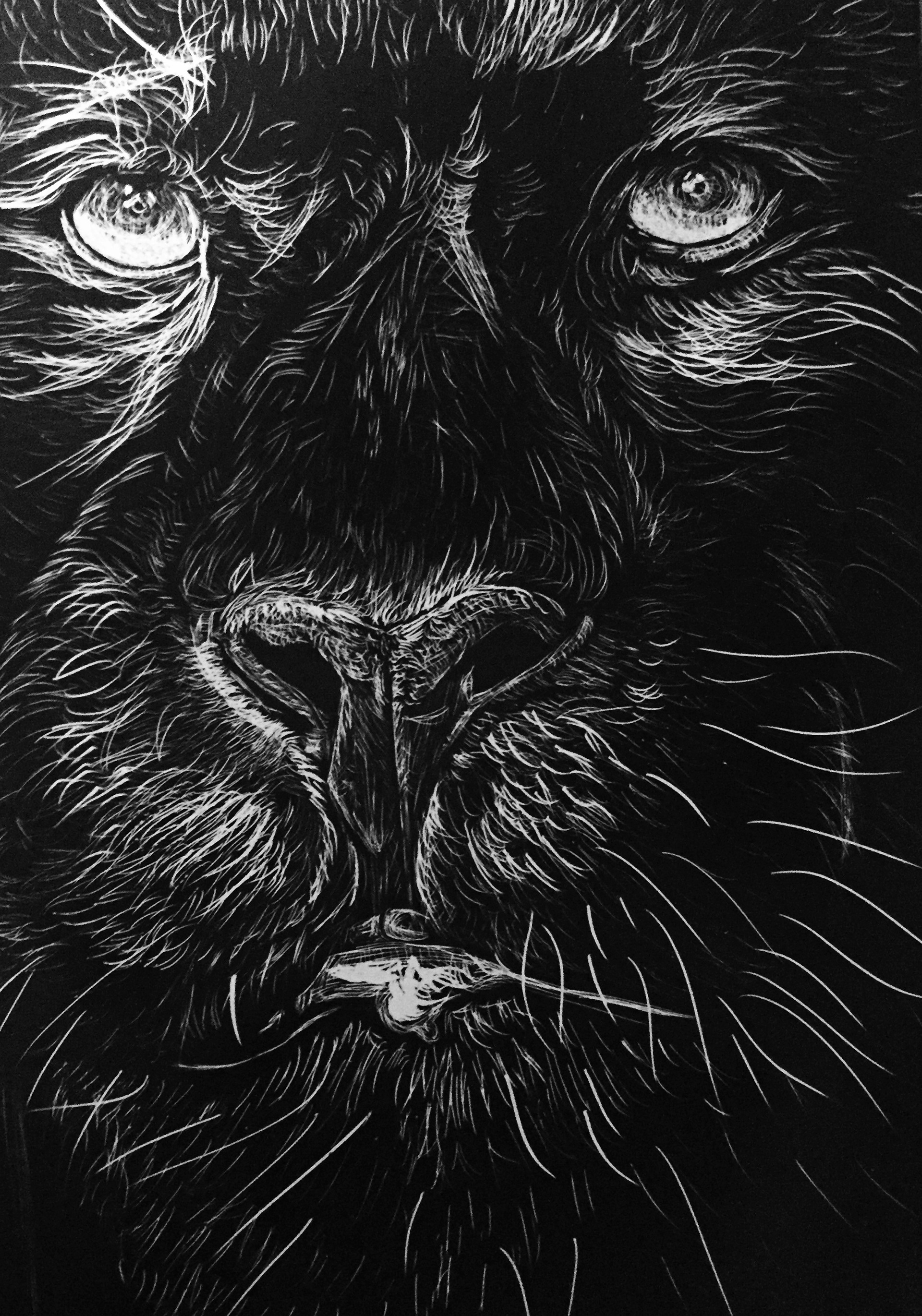 Wildlife collection- Panther (2018)