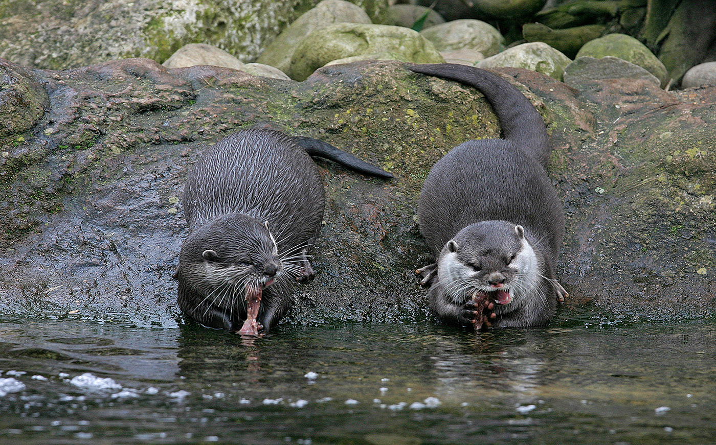 Otters