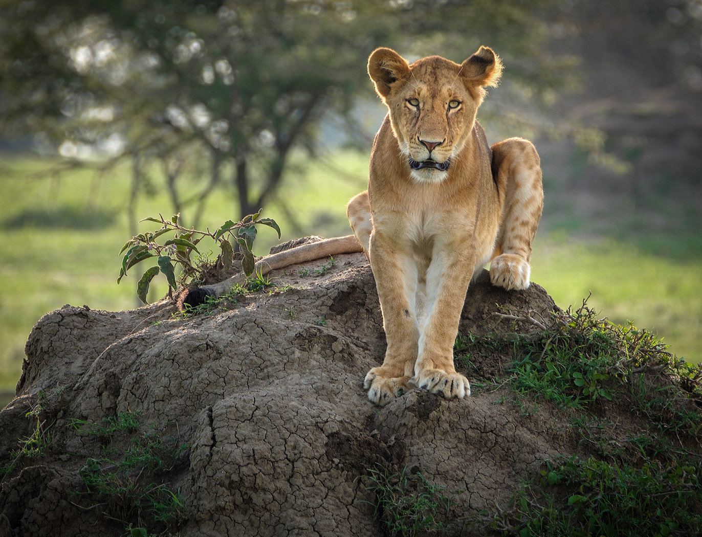 Lioness on mound