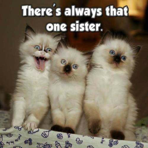 cats, cat, kitties, kitten, kitten, sister, sisters, funny, furry, Siamese, Ragdoll, photo, photographer