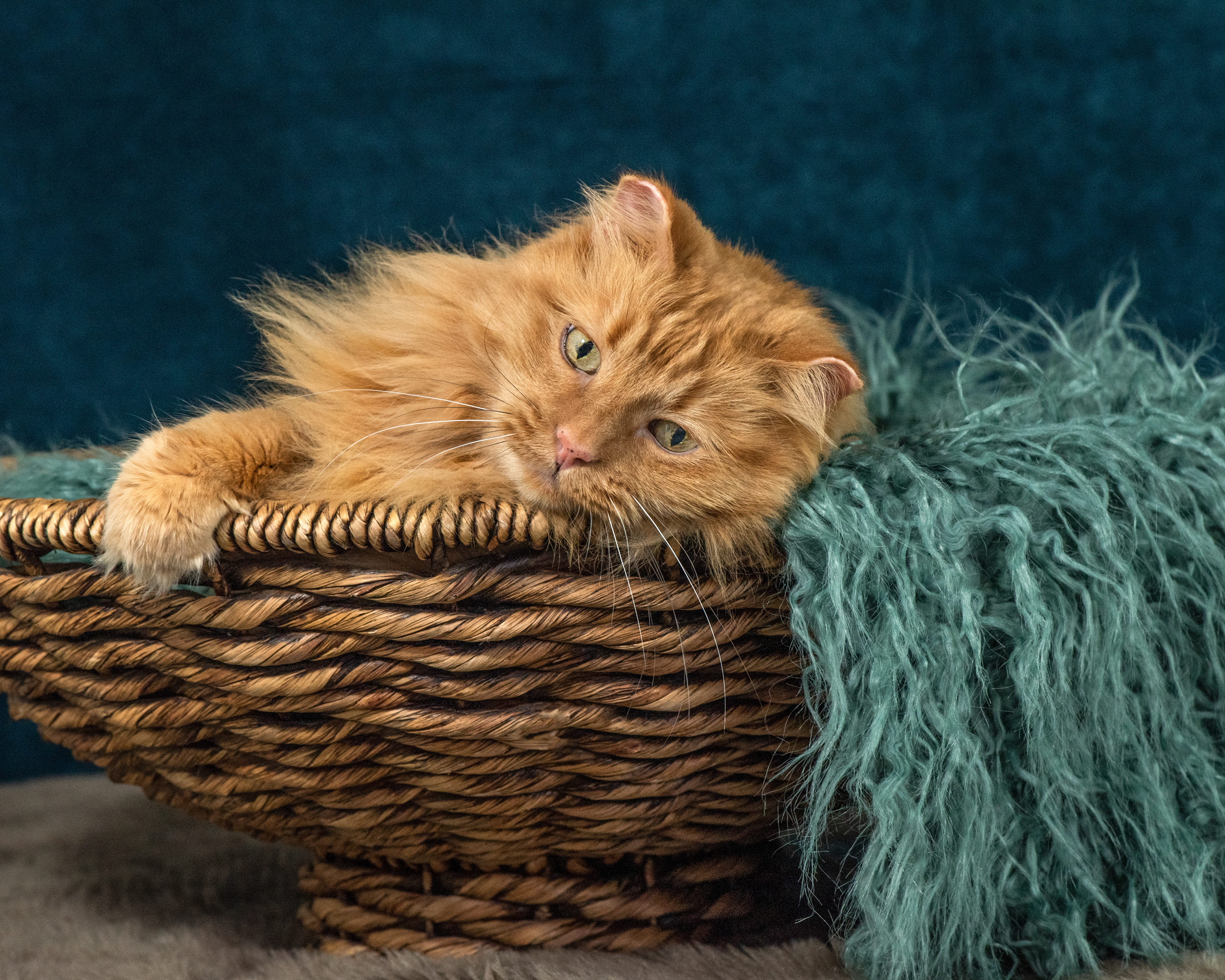 cat, kitty, feline,