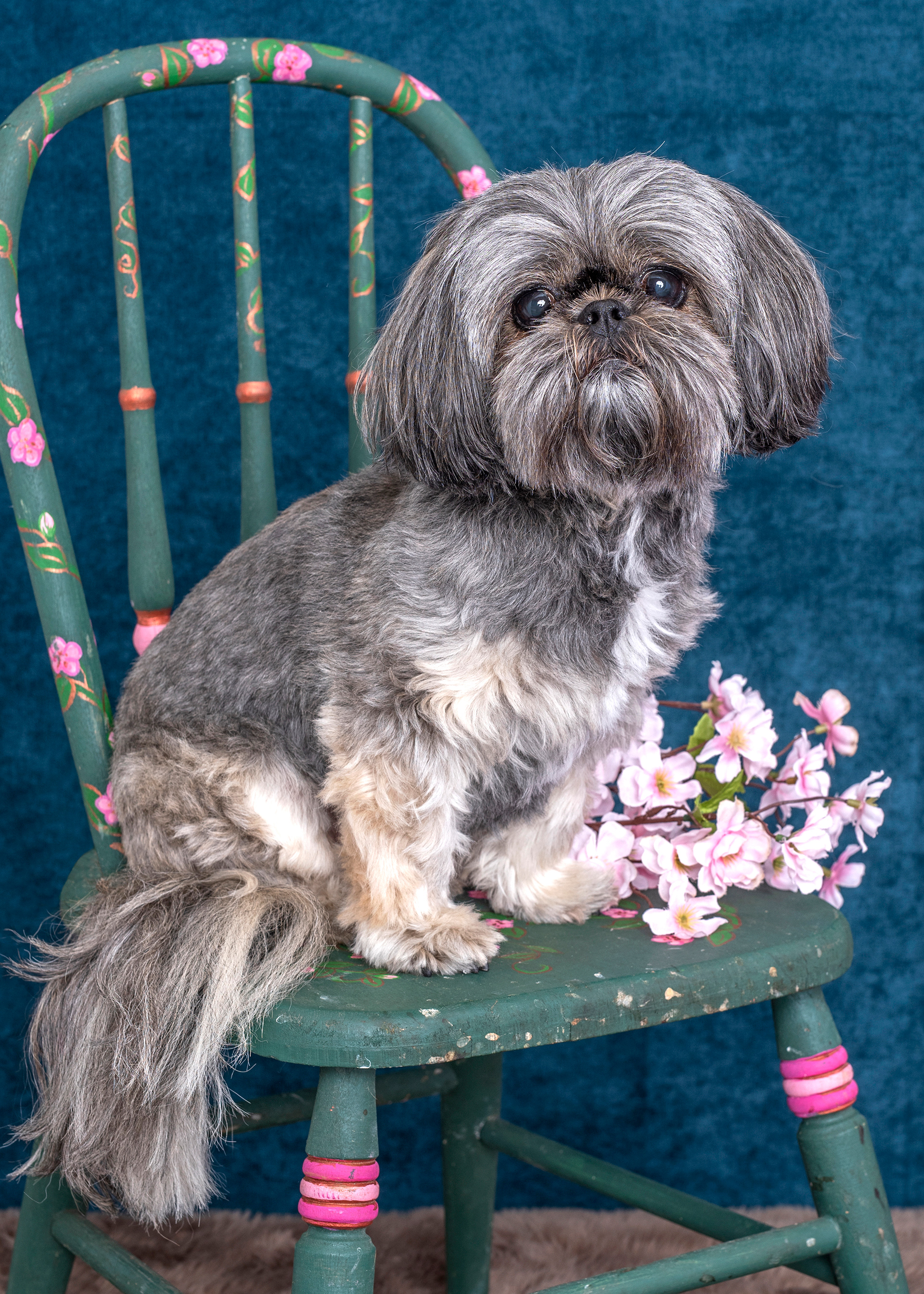 dog, doggie, canine, fur, furry, shih tzu, girly, flowers, photo, pet, photography, portrait, sitting, chair, posing