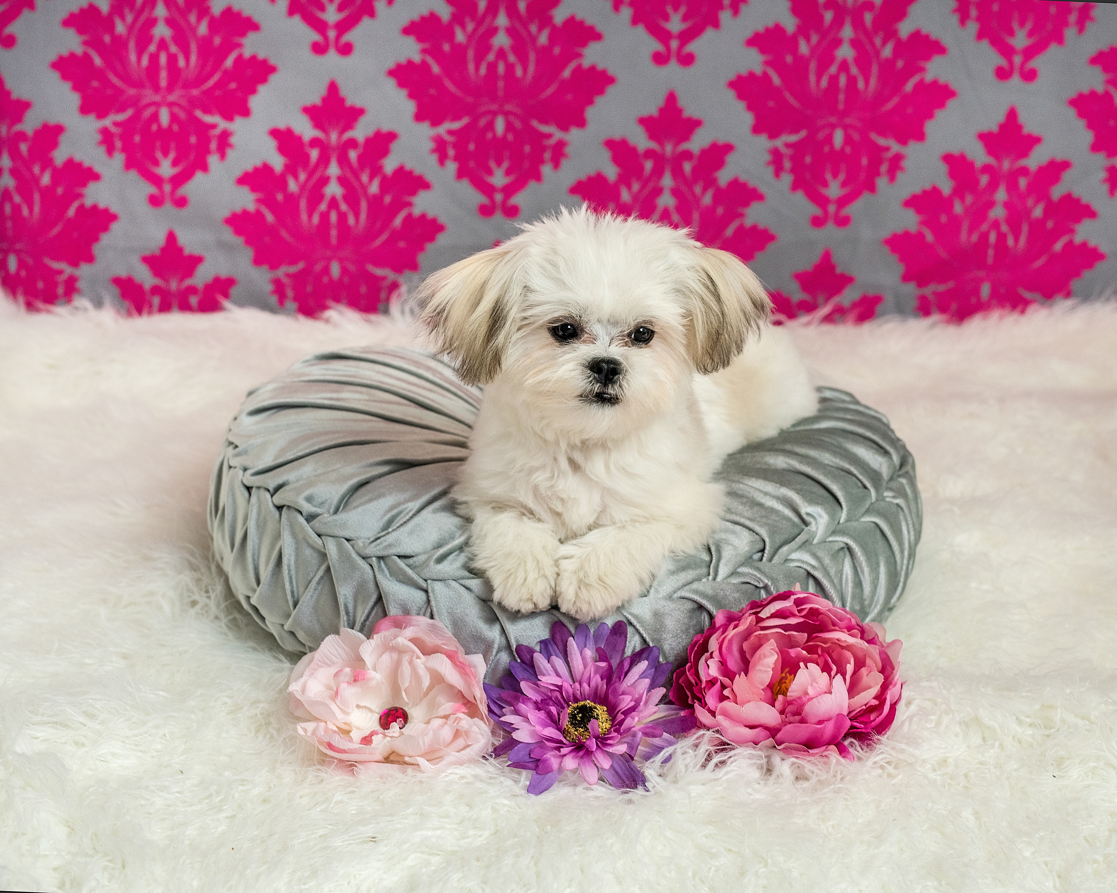 dog, doggy, doggie, pup, puppy, Pekinese, Maltese, white, fur, furry, fluffy, girly, bows, ribbons, pink, gray, photo, portrait, pet, pet photograph, pet photographer, oregon coast photographer, flowers, floral, pillow, round, tufted, pampered, pooch, spoiled