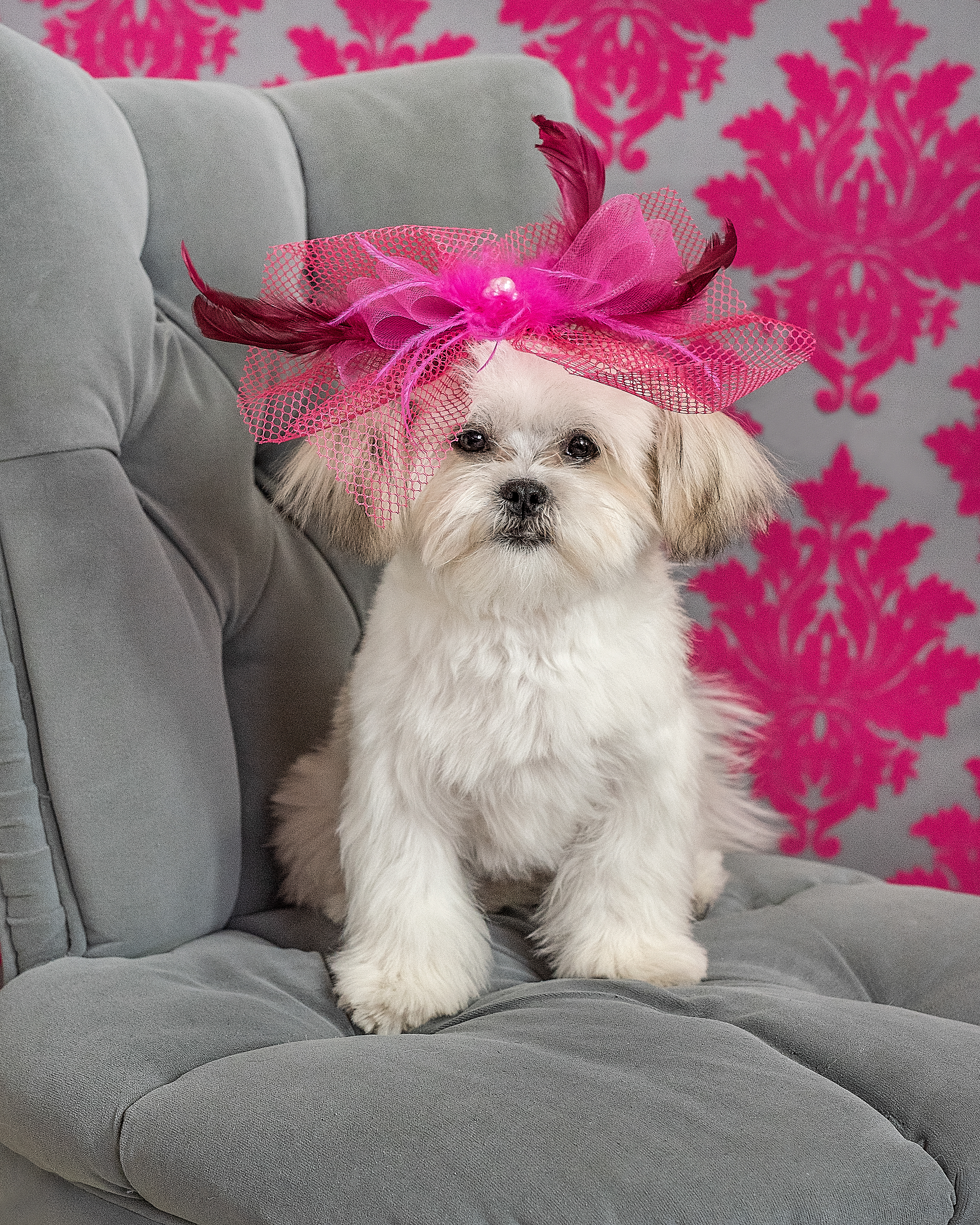 dog, doggy, doggie, pup, puppy, Pekinese, Maltese, white, fur, furry, fluffy, girly, bows, ribbons, pink, gray, photo, portrait, pet, pet photograph, pet photographer, oregon coast photographer