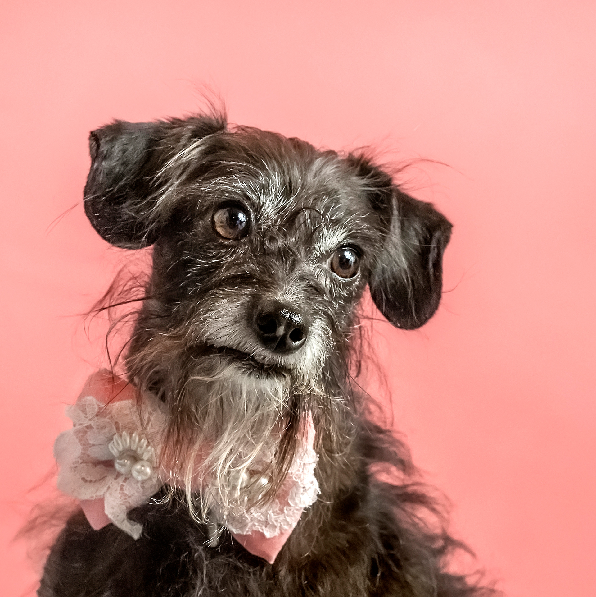 dog, doggie, pet, pets, animal, terrier, mix, whiskers, head tilt, bow tie, pet photographer, pet portrait, pet photography, oregon coast, photo