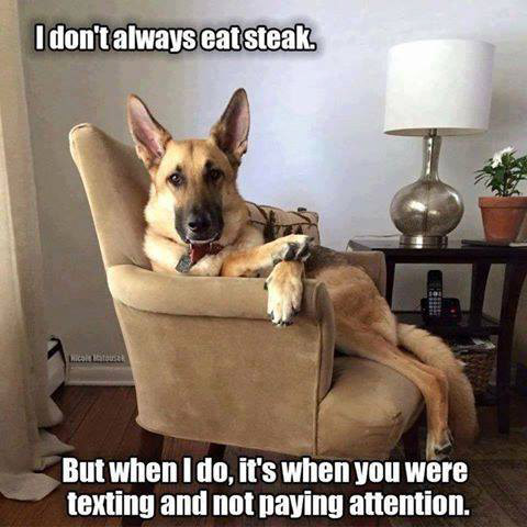 German shepher sitting in chair, he ate your steak, you weren't paying attention, text, texting, dog, doggy, eat, steal, steak, canine, photo, funny