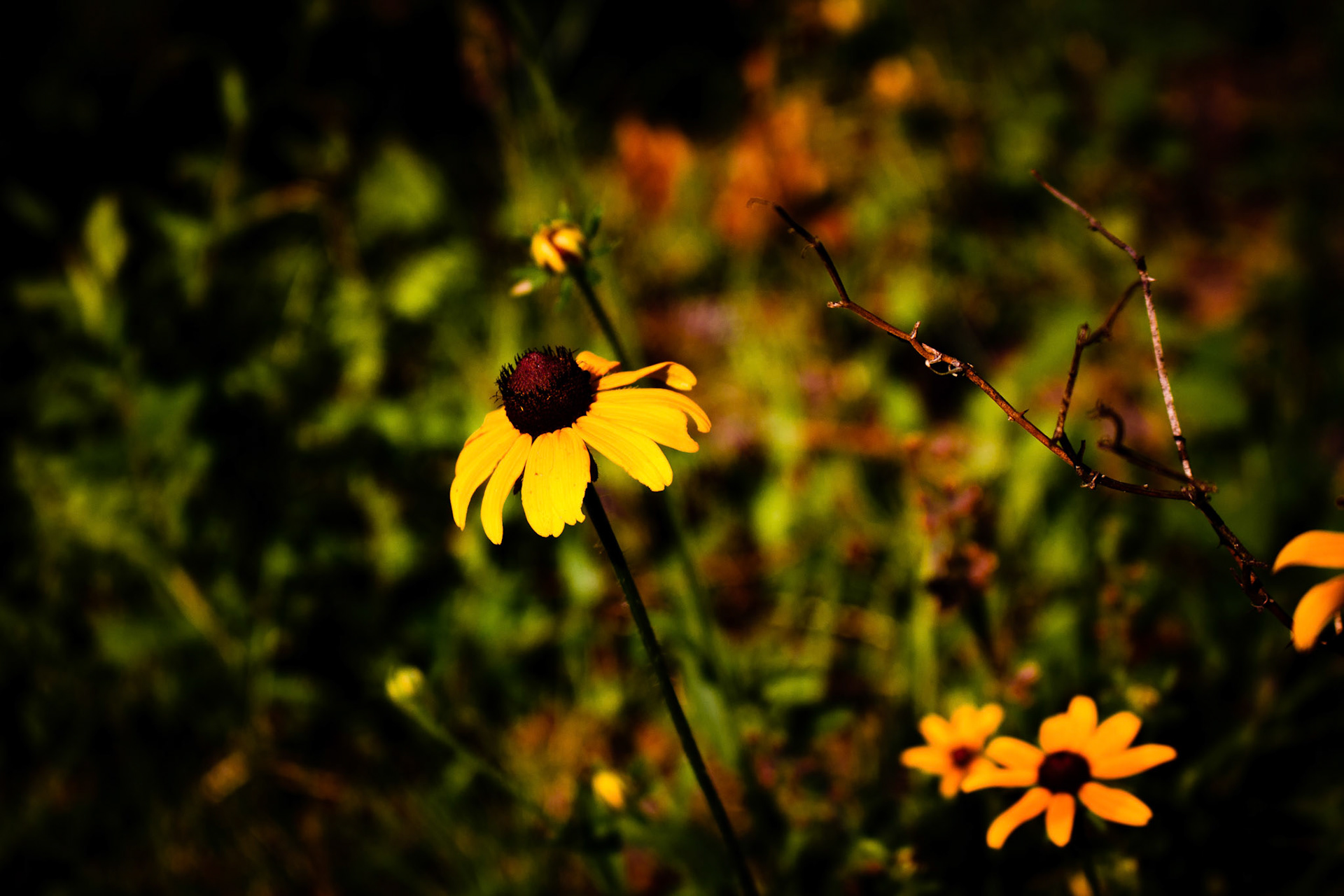 A daisy off the Lone Star Hiking Trail in the Sam Houston Nationl Forest.