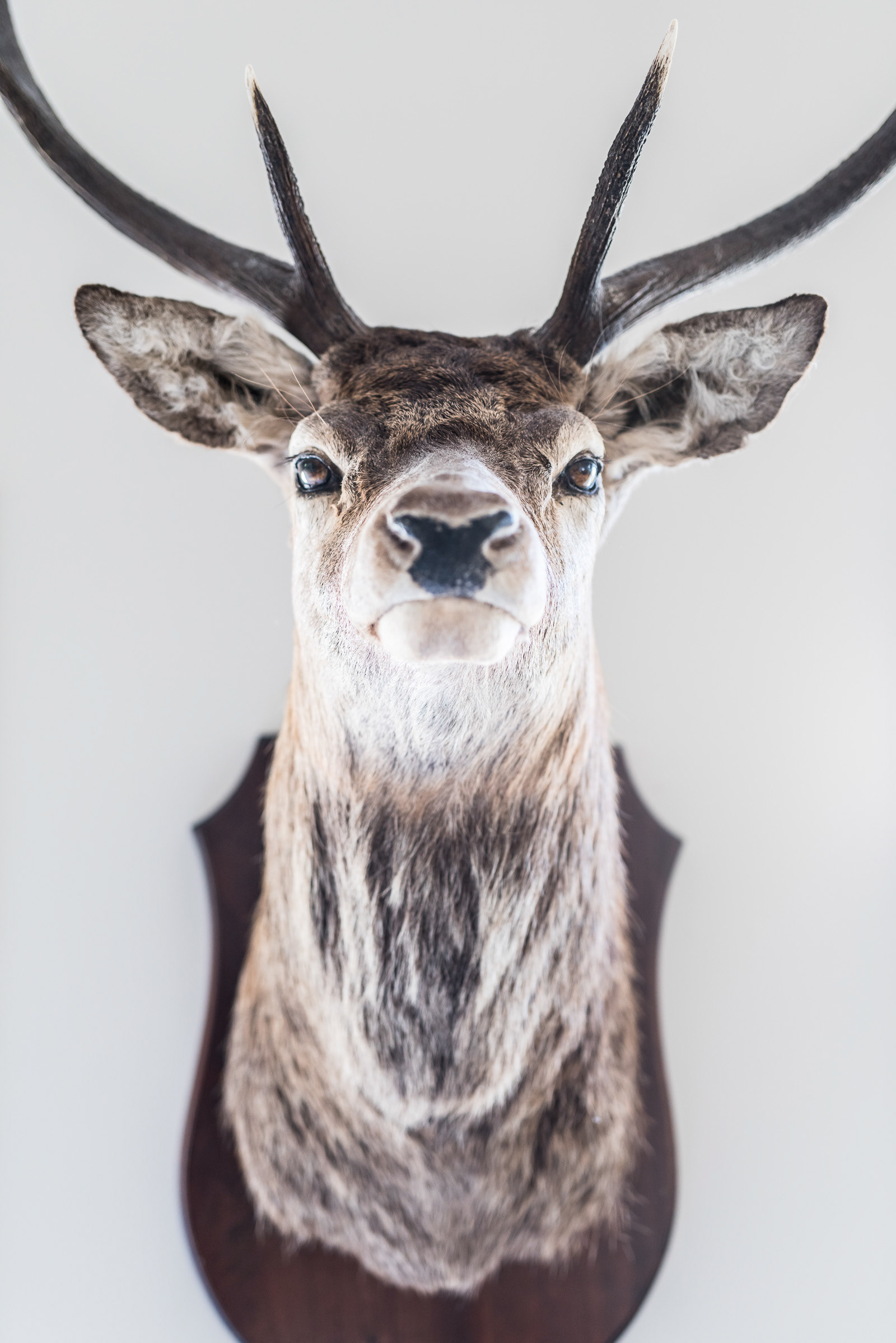 Deer - Shooting for Kinloch Lodge in Scotland - photo Martin Kaufmann