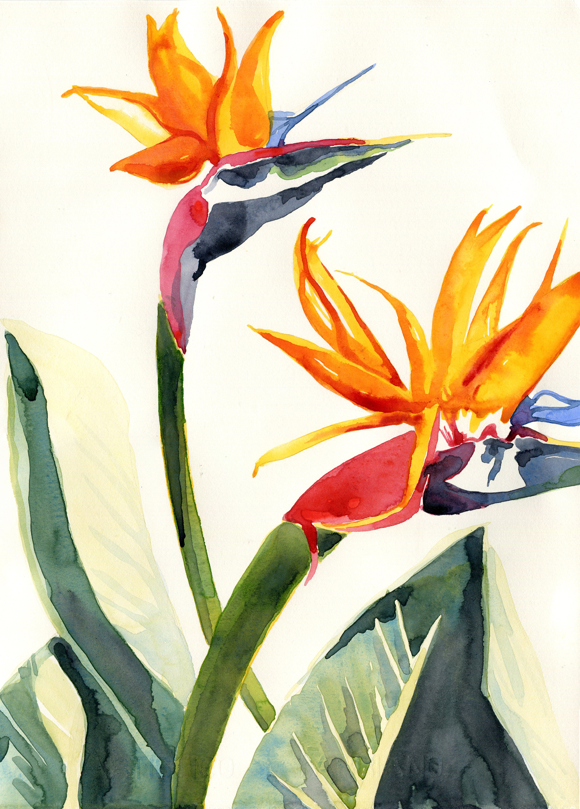 Birds of paradise watercolour painting illustration