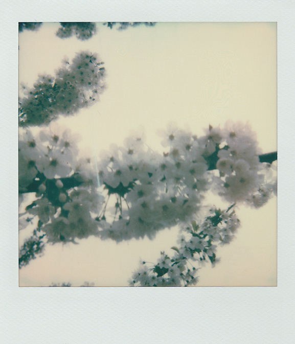 White Blossom
