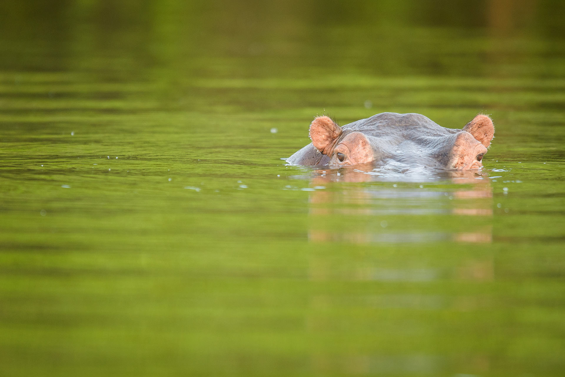 Hipopotam, Lake Mburo | Uganda
