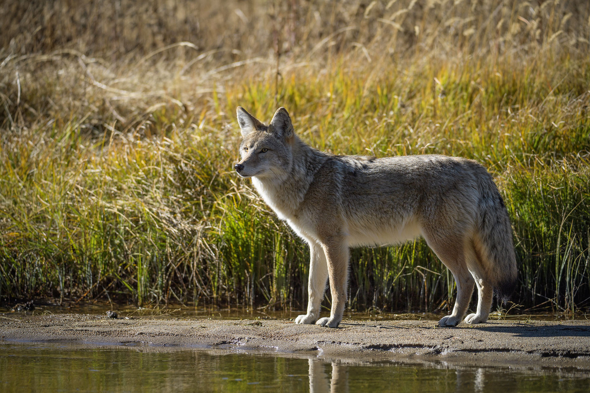 Coiot | Yellowstone