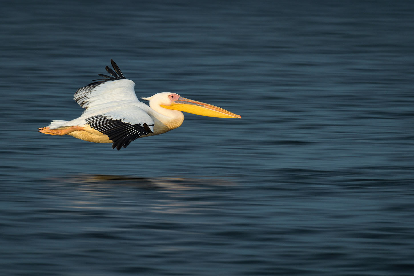 Pelican comun