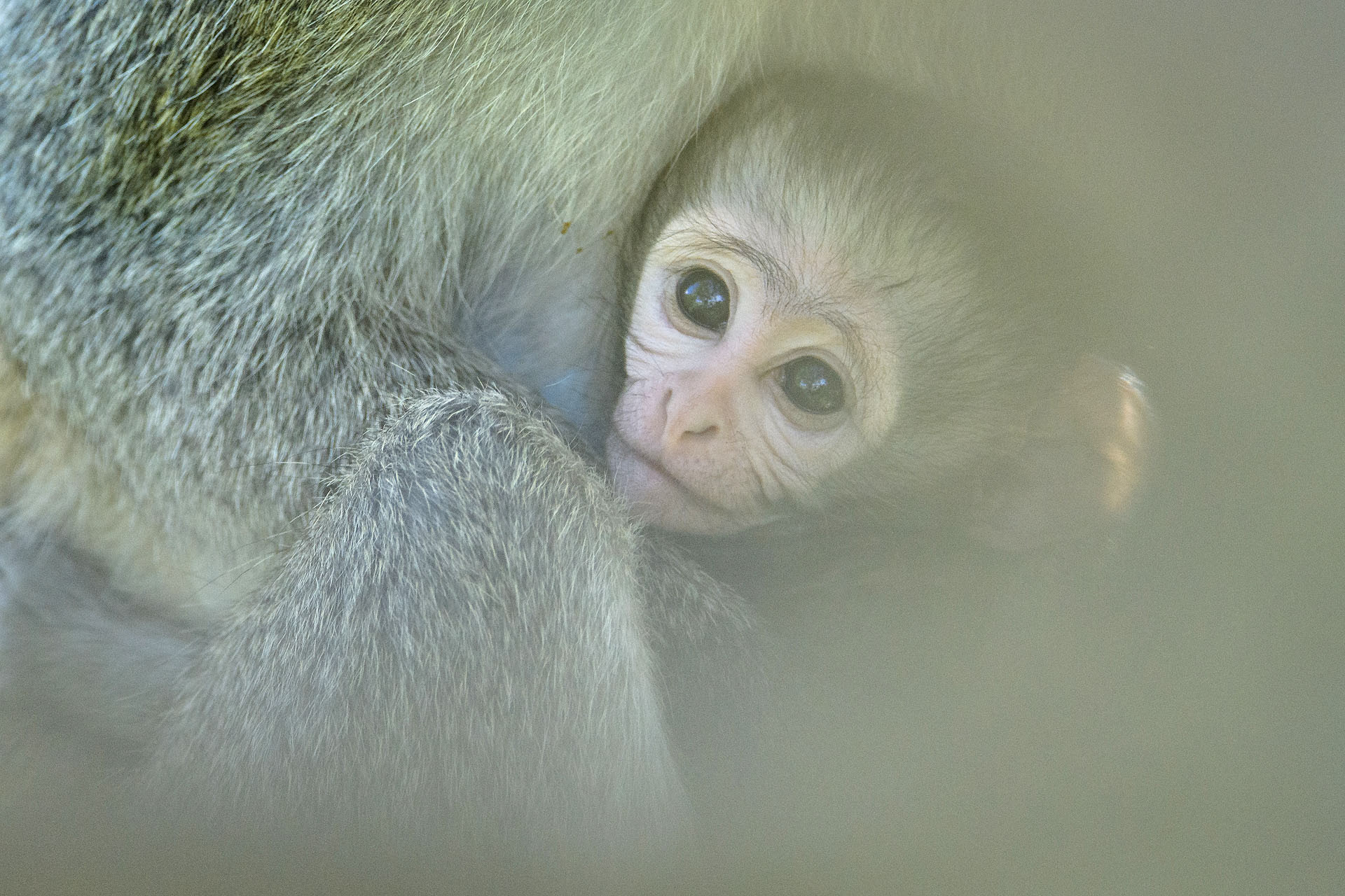 Maimuță Vervet, Masai Mara | Kenya