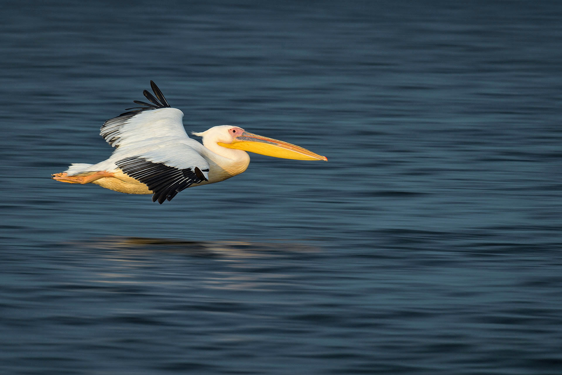 Pelican comun | Delta Dunării