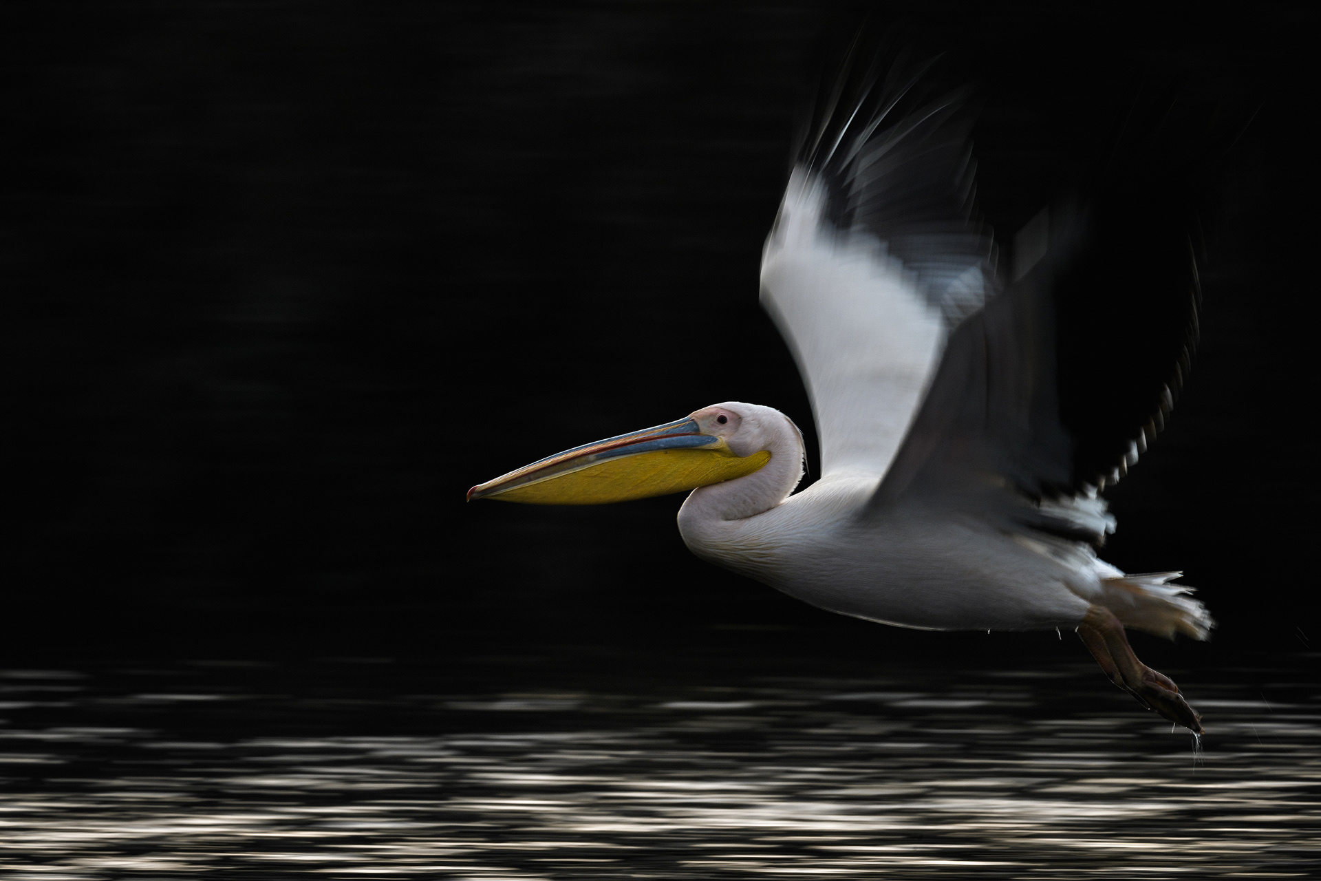 Pelican comun