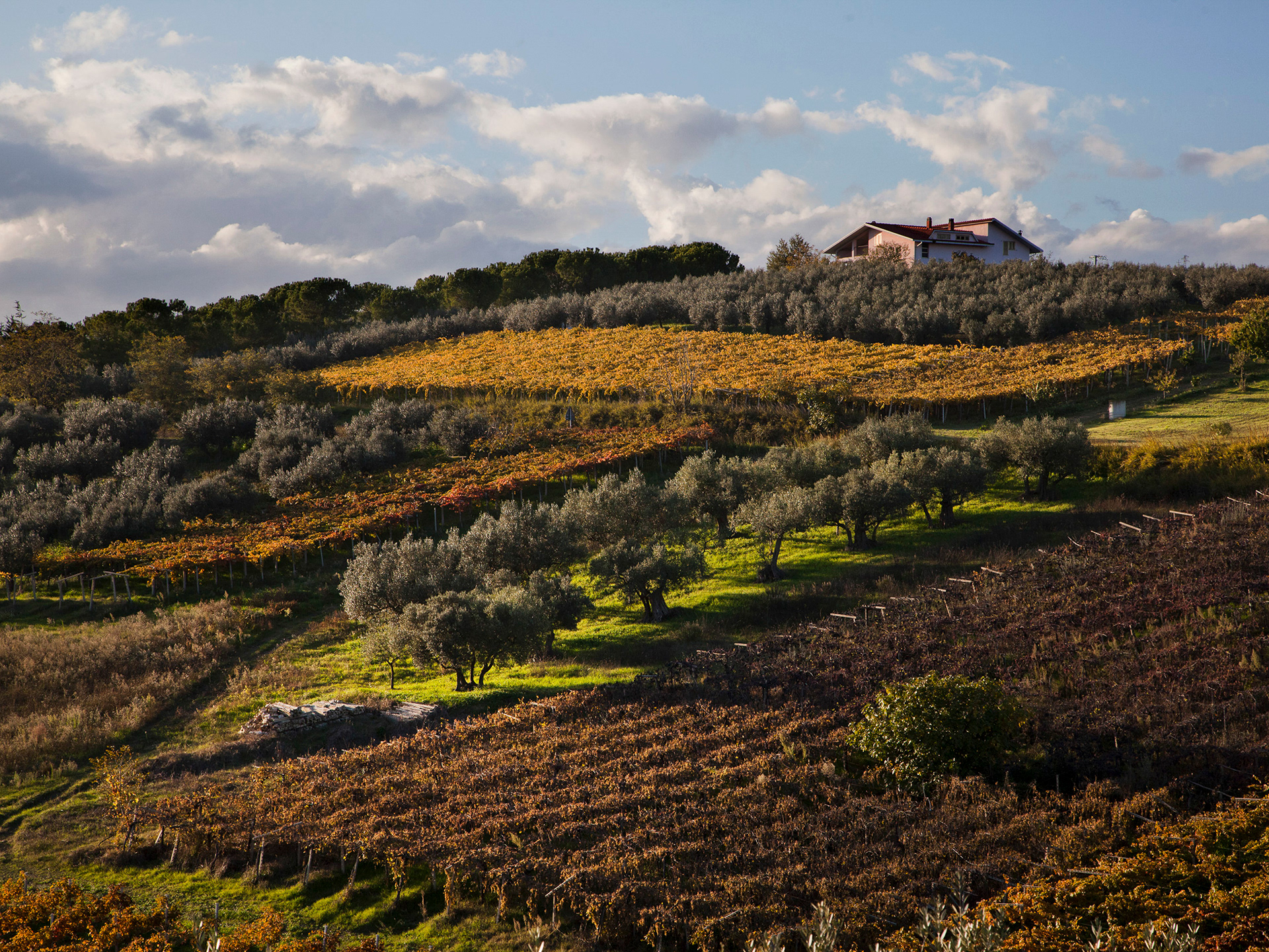 Olives in Abruzzo