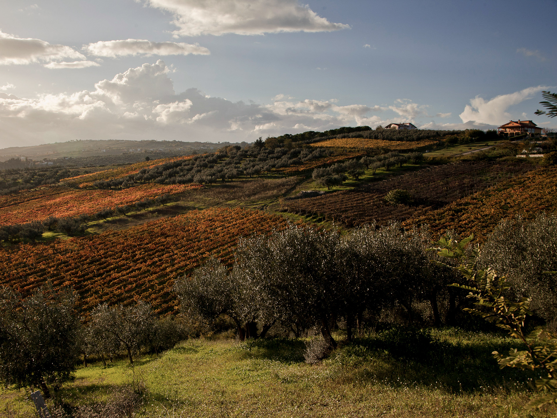 Olives in Abruzzo