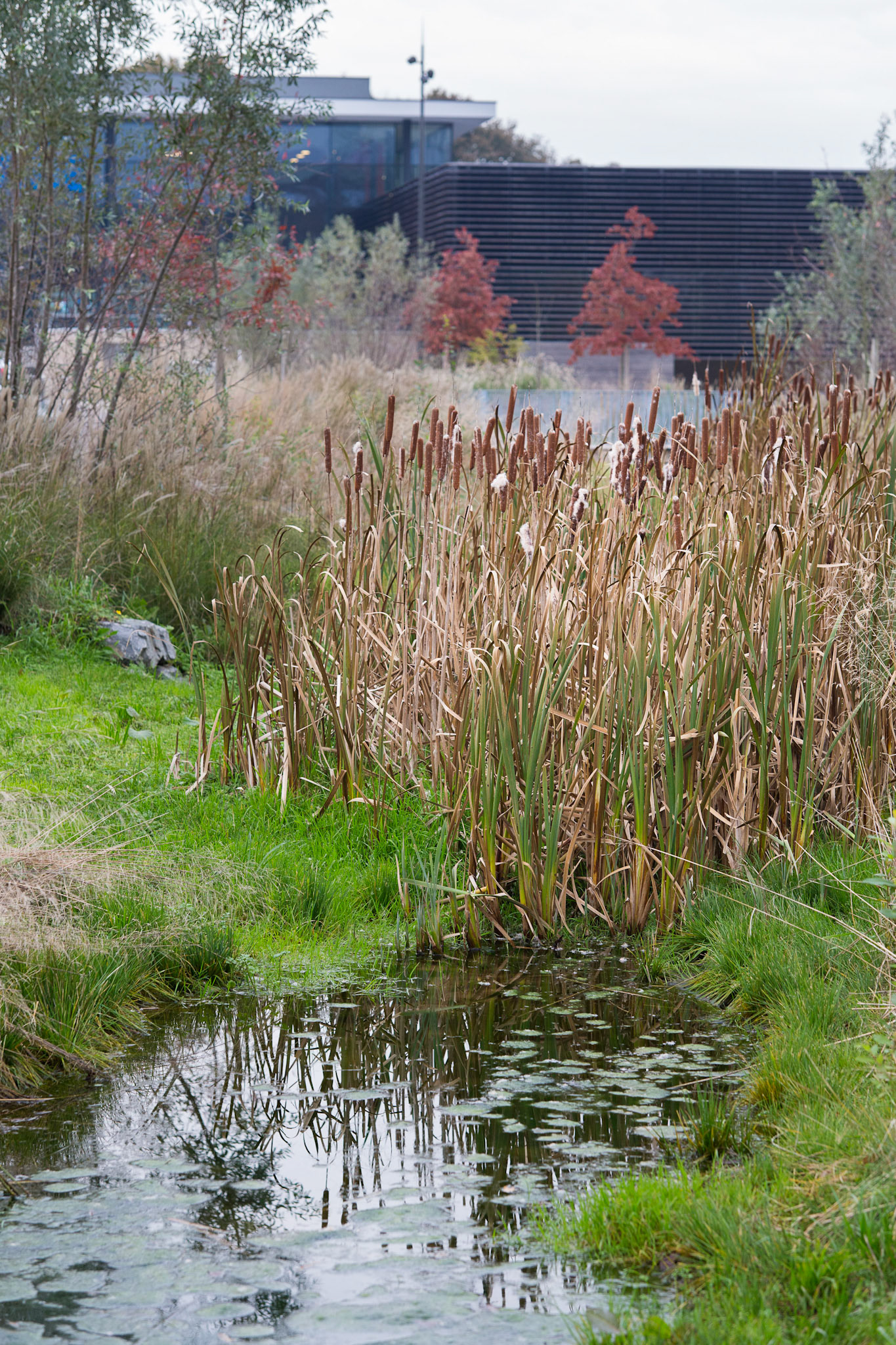 Le parking de la Providence est un bel exemple d'améagement écologique avec la présence de nombreuses noues (bassins de rétention d'eau) qui constituent des bassins de grande diversité écologique.