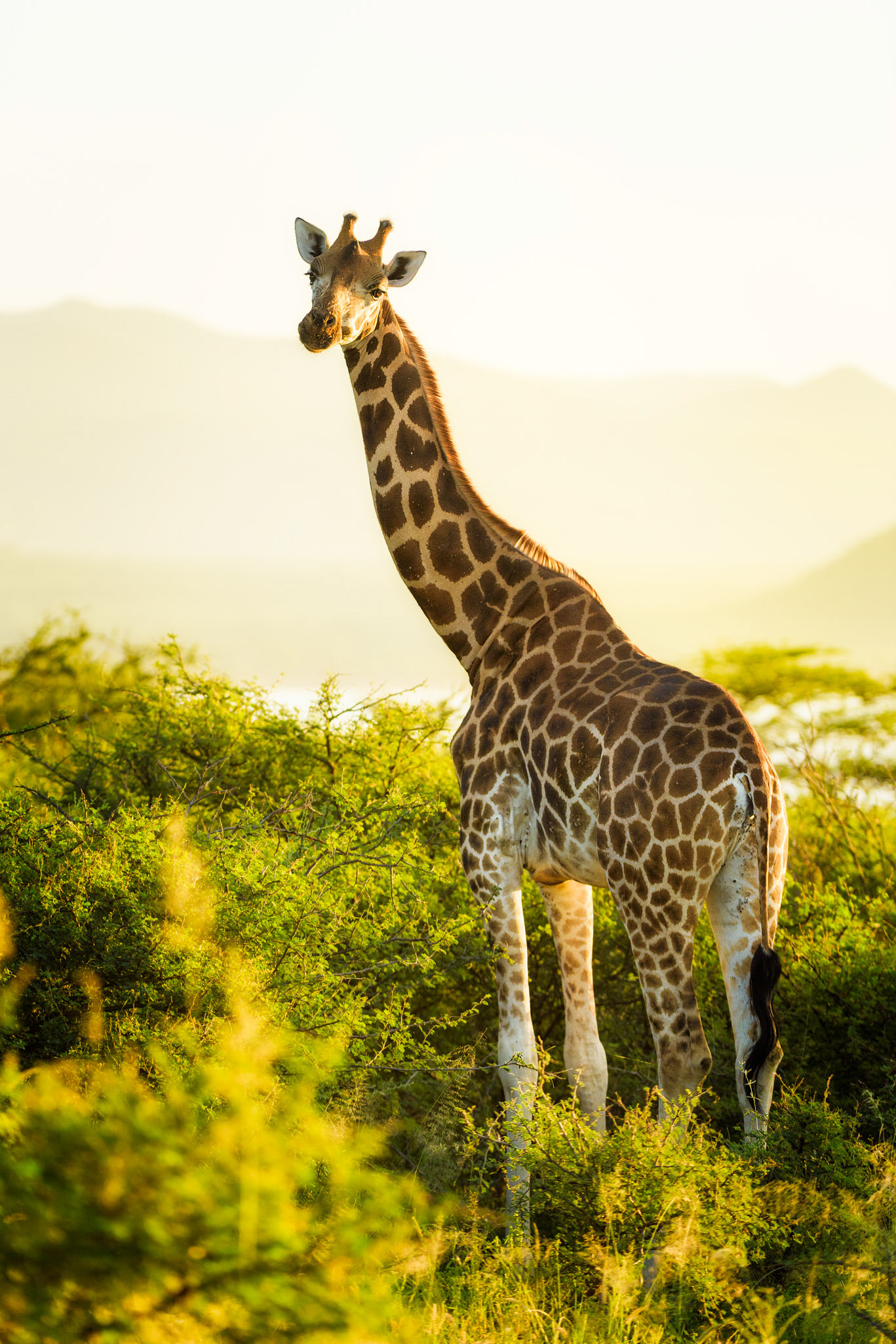 Lever de soleil sur une des 500 dernières girafes de Rothschild dans le sanctuaire de Lake Baringo