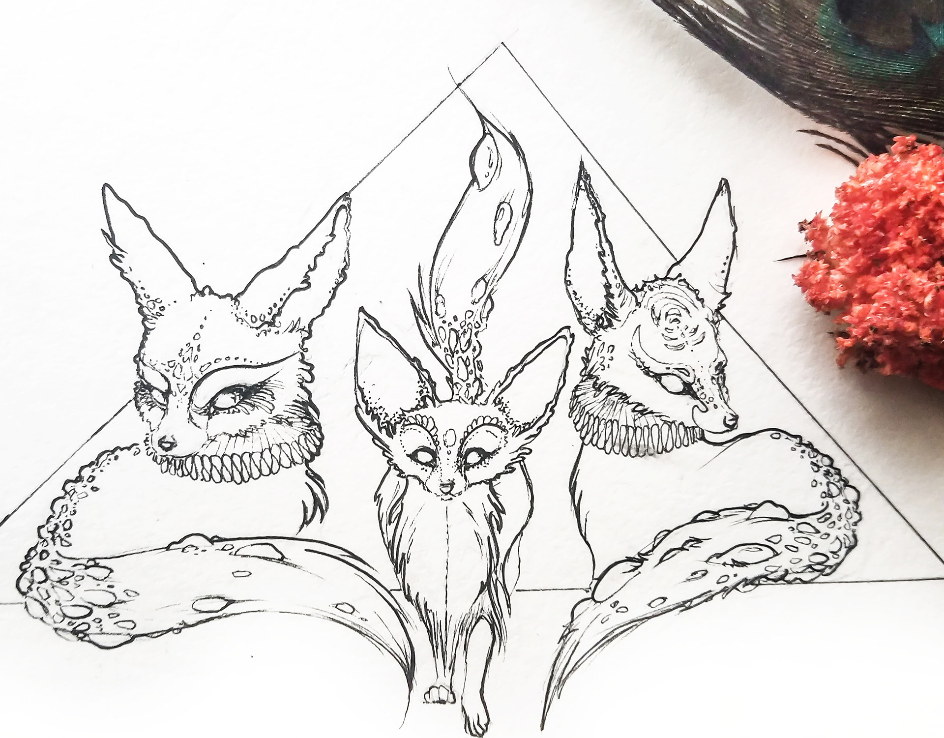Fennecs, x3