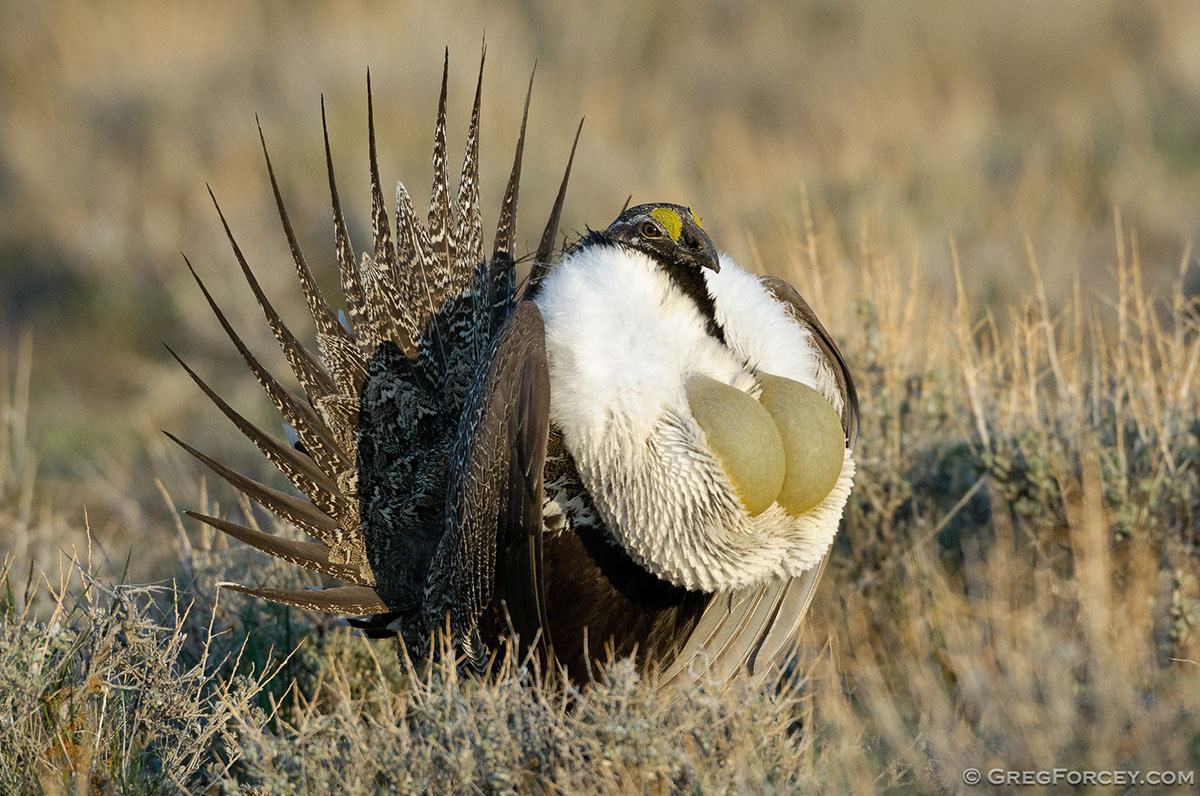 Greg Forcey - Prairie Grouse