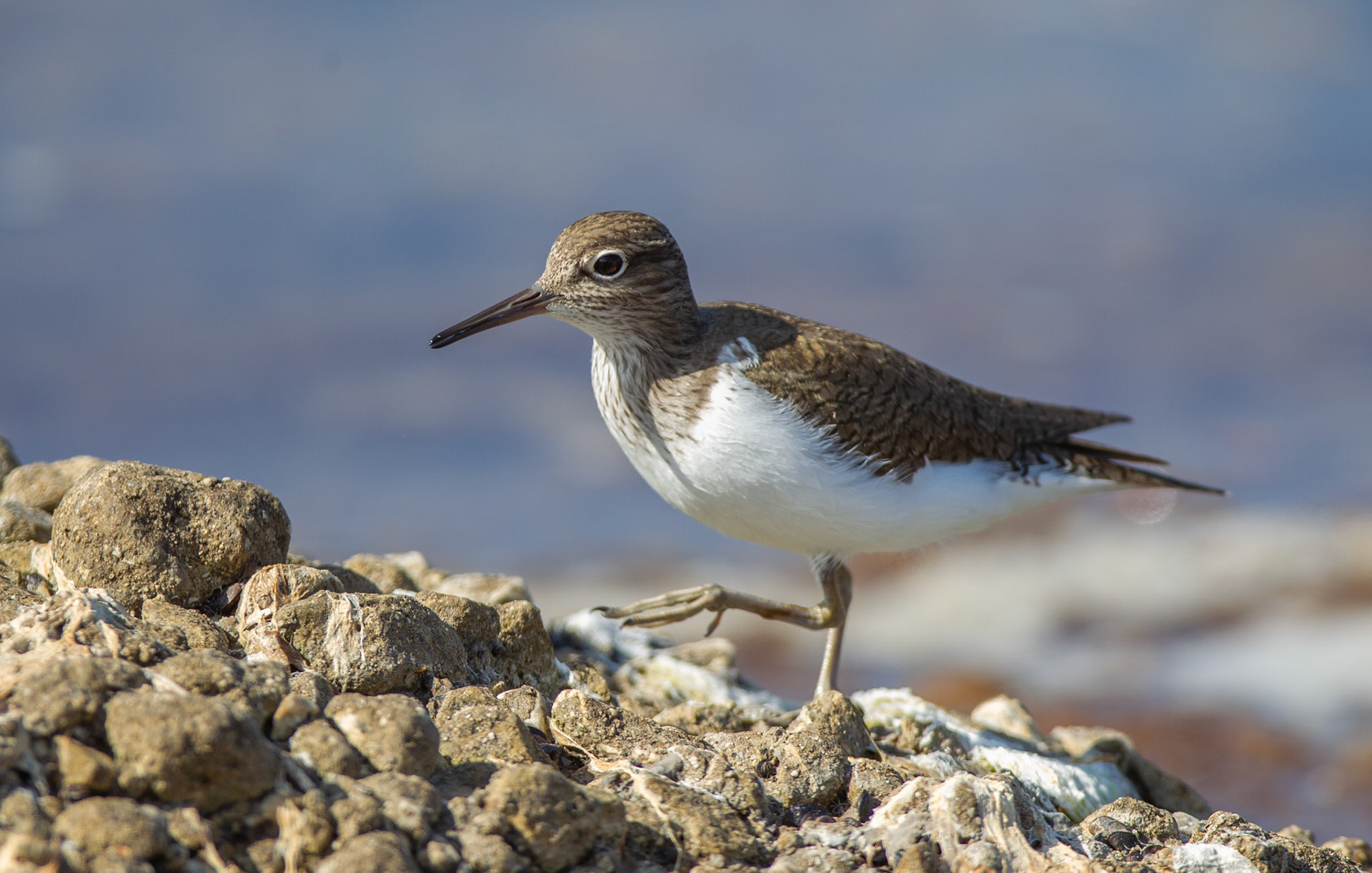 Common Sandpiper - Actitus hypoleucos