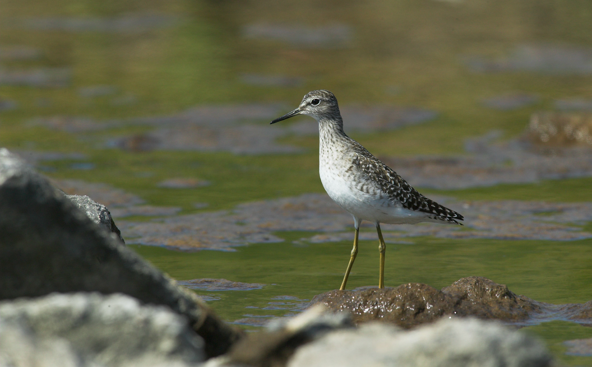 Wood Sandpiper - Tringa glareola