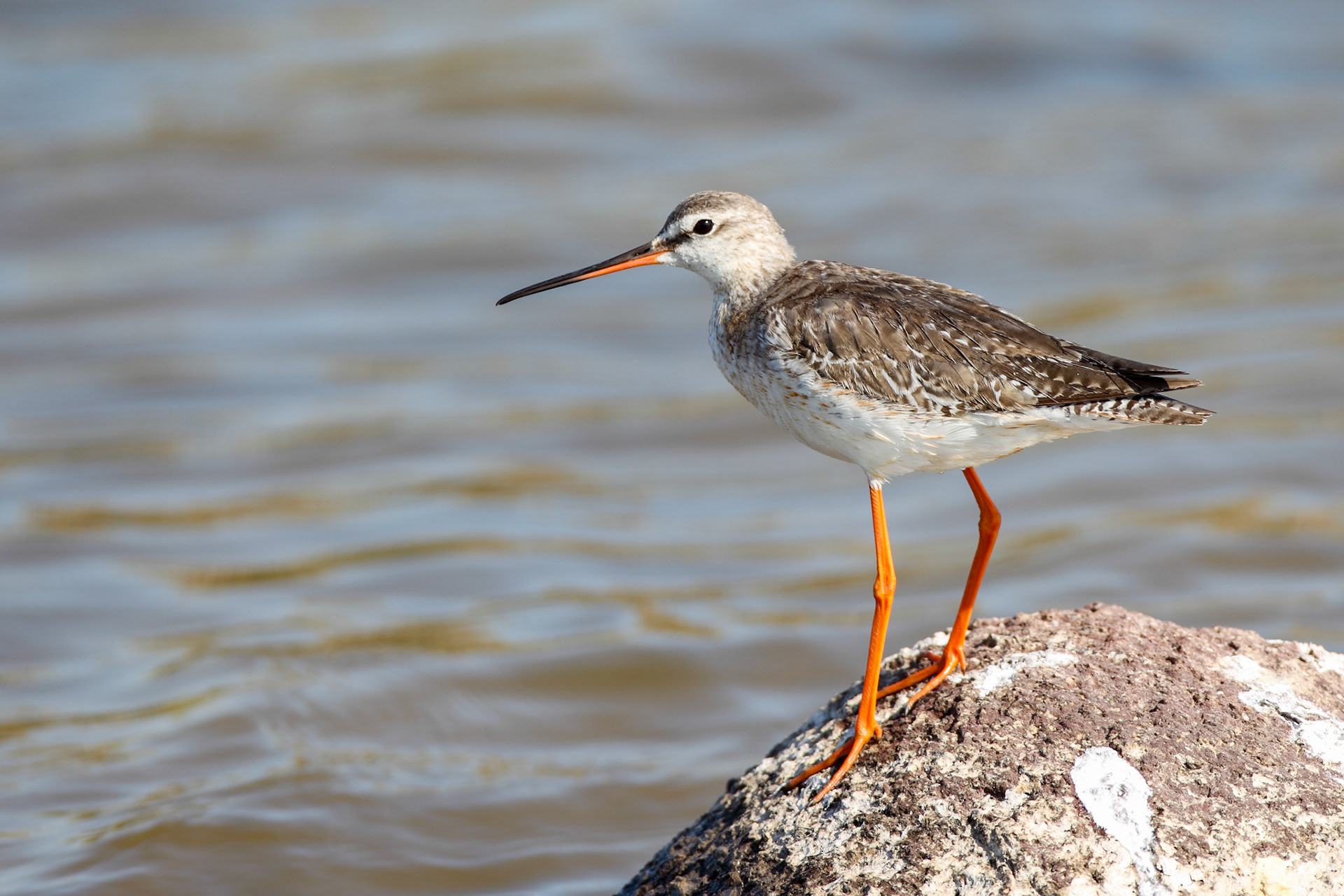 Spotted Redshank - Tringa erythropus