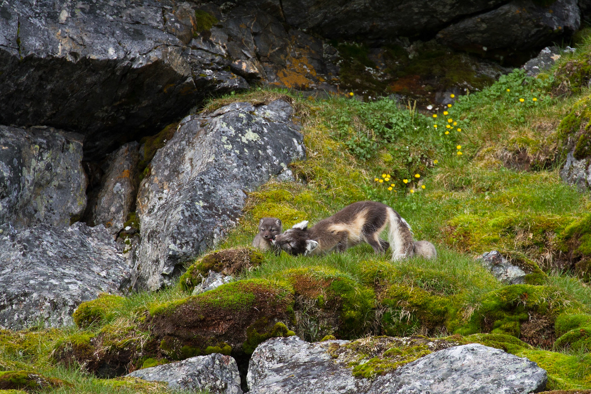 Arctic fox and kits