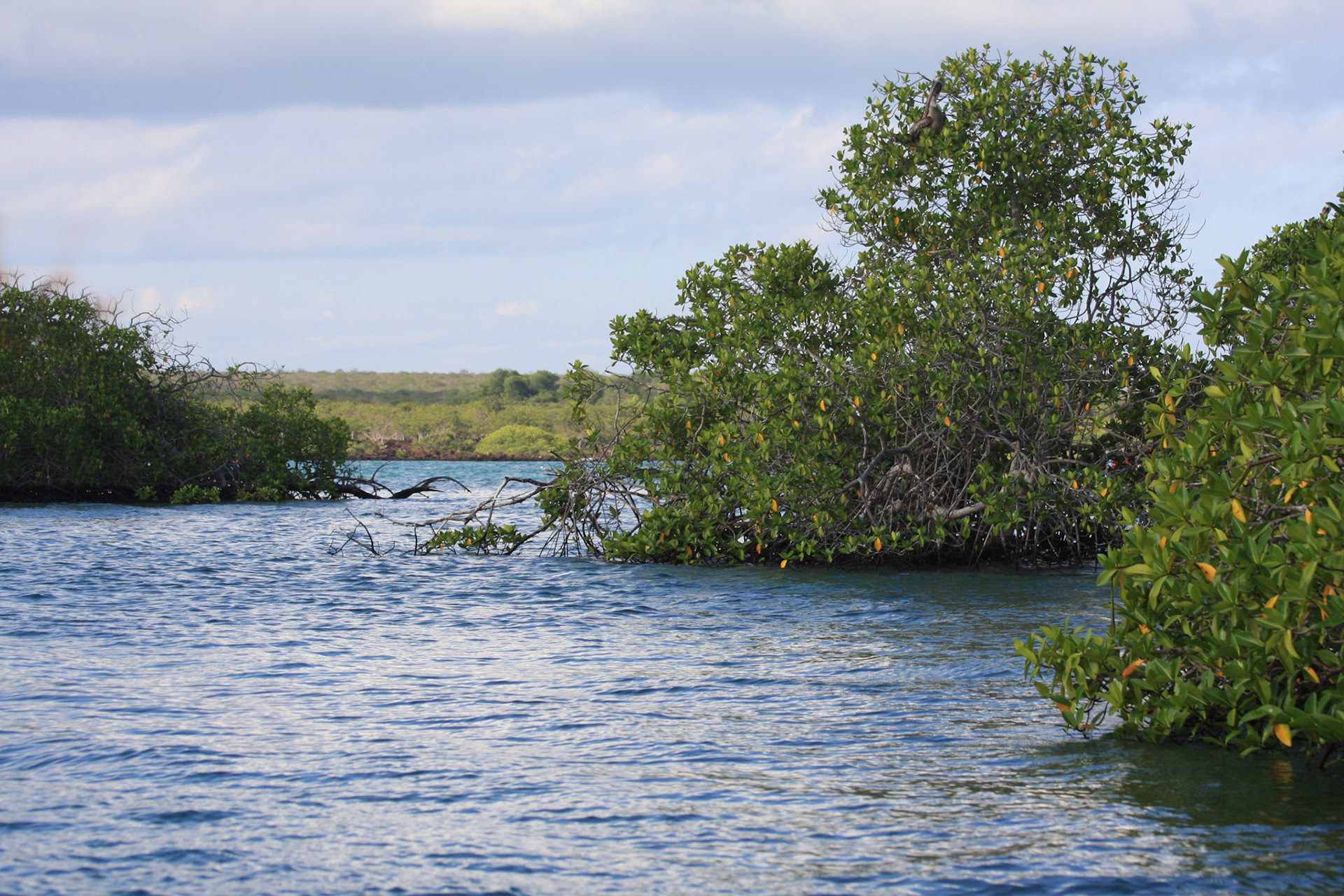 Mangroves, Isabela island