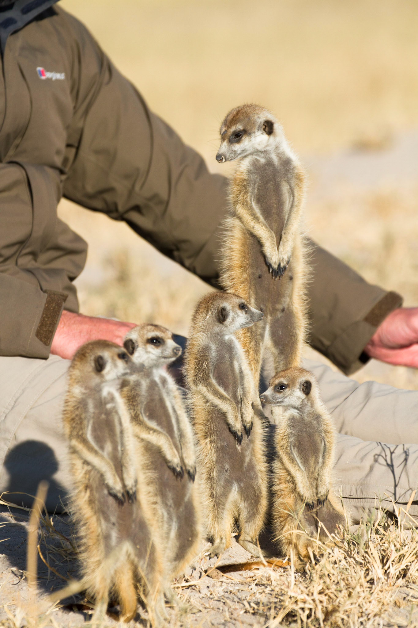 Meerkats up close and personal with Alex