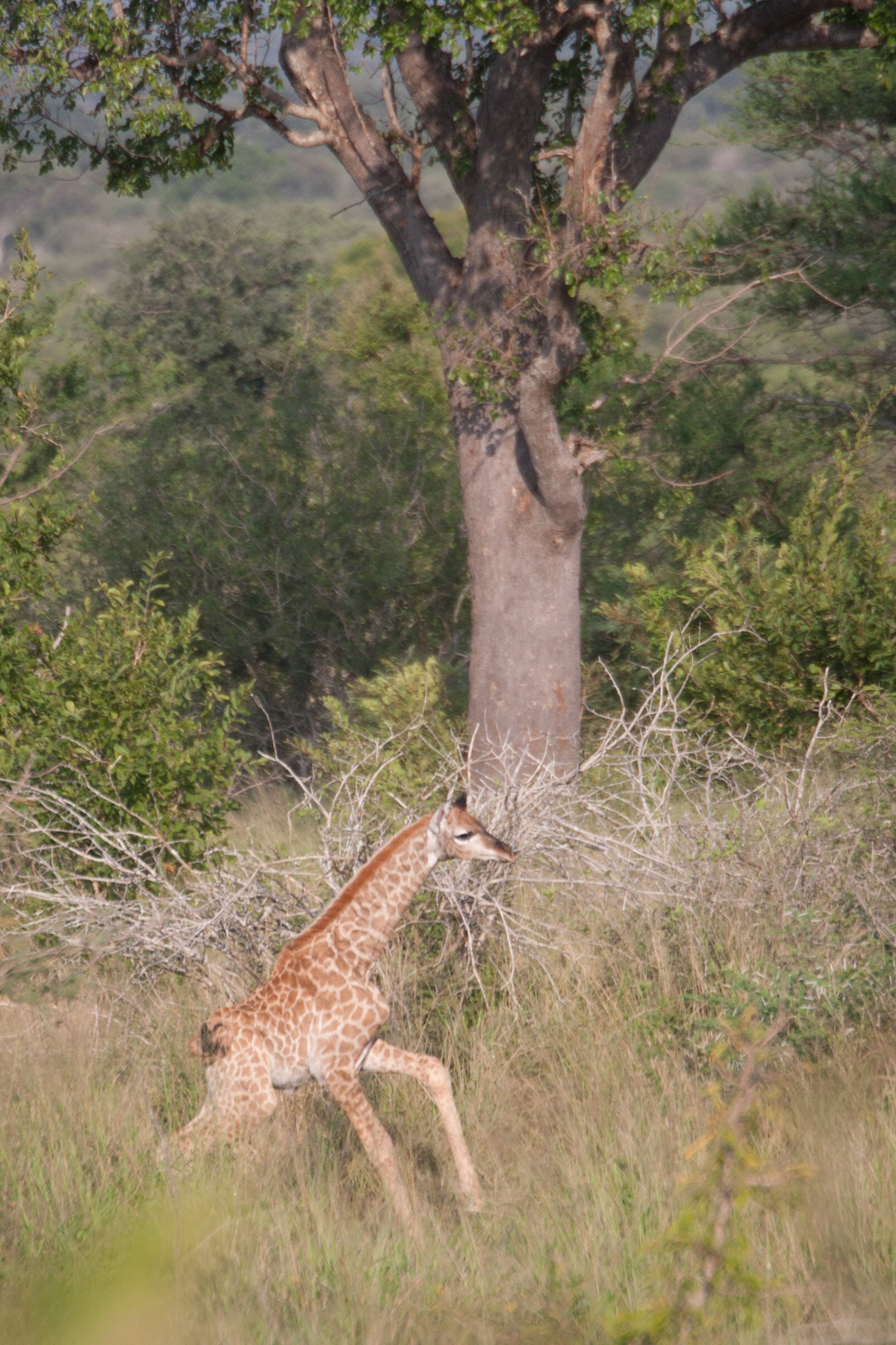 Baby giraffe (less than a week)