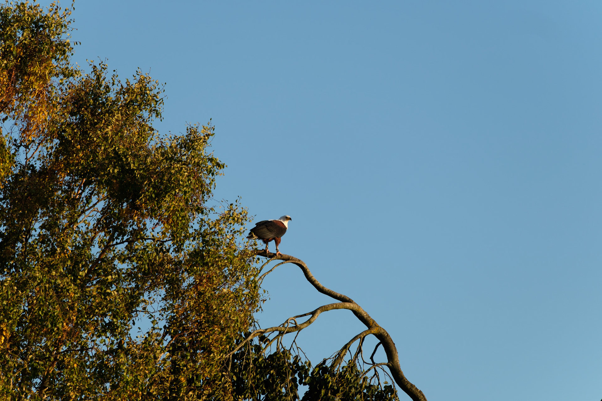 Fish eagle
