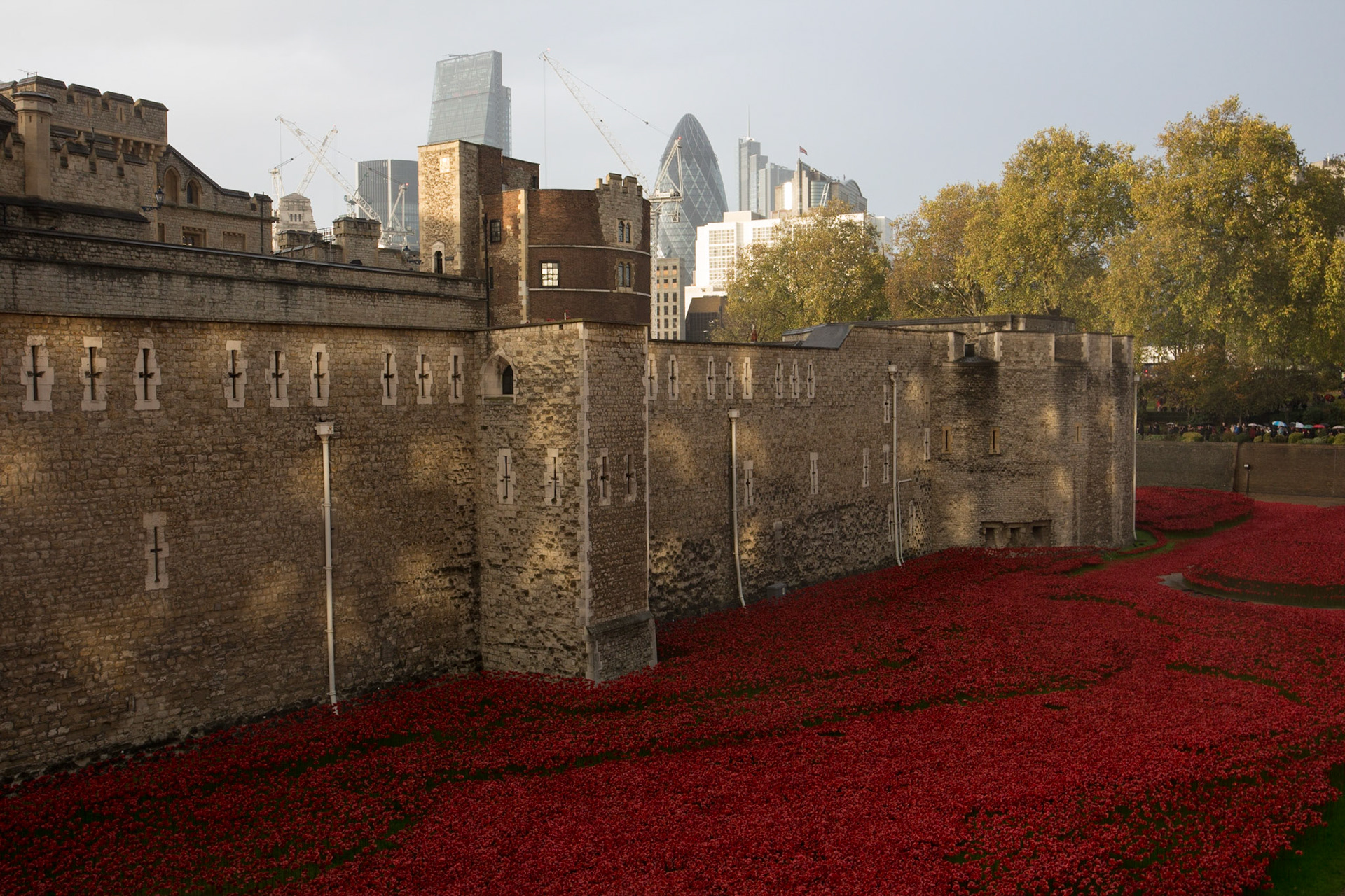 Poppies in moat at Tower of London