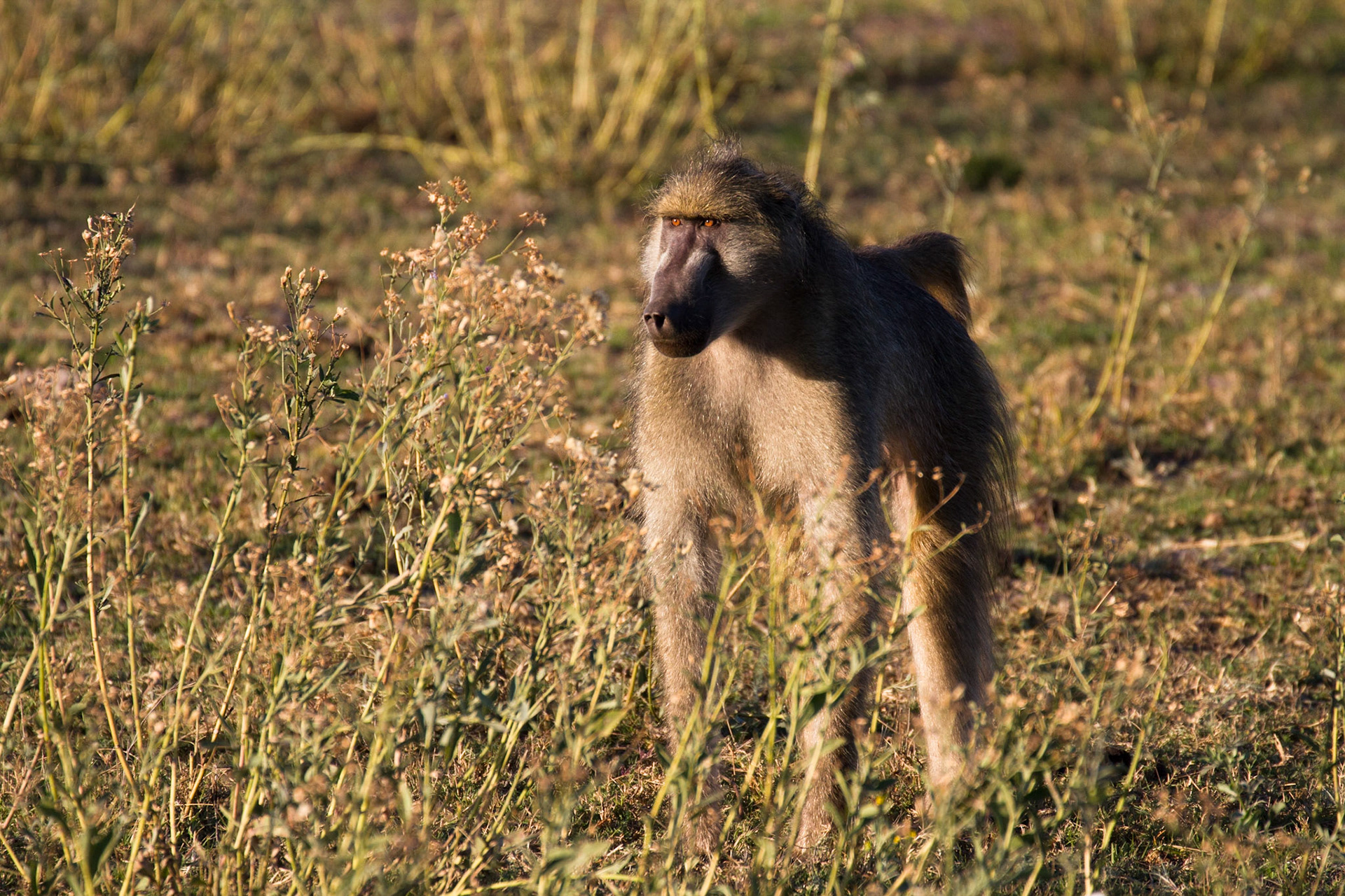 Baboon