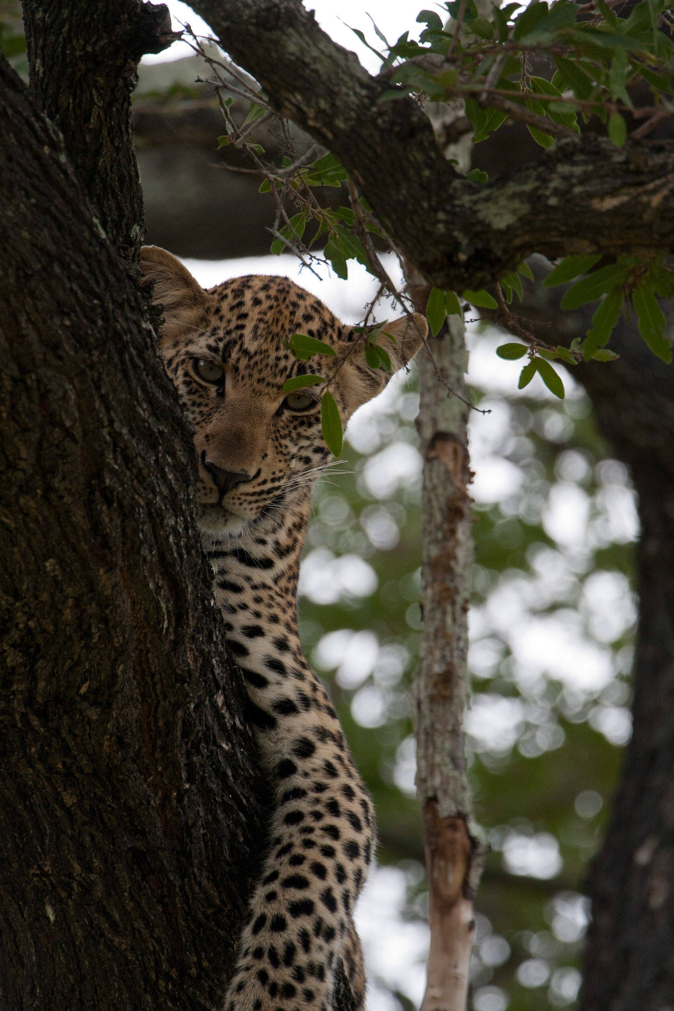 Female leopard cub