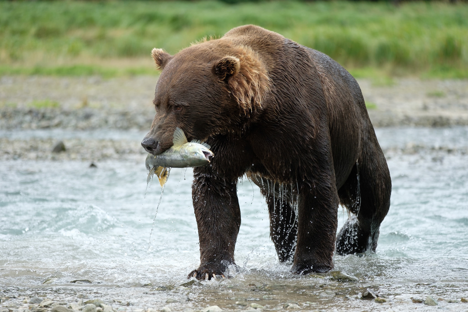 Q-tip, coastal brown bear, Katmai